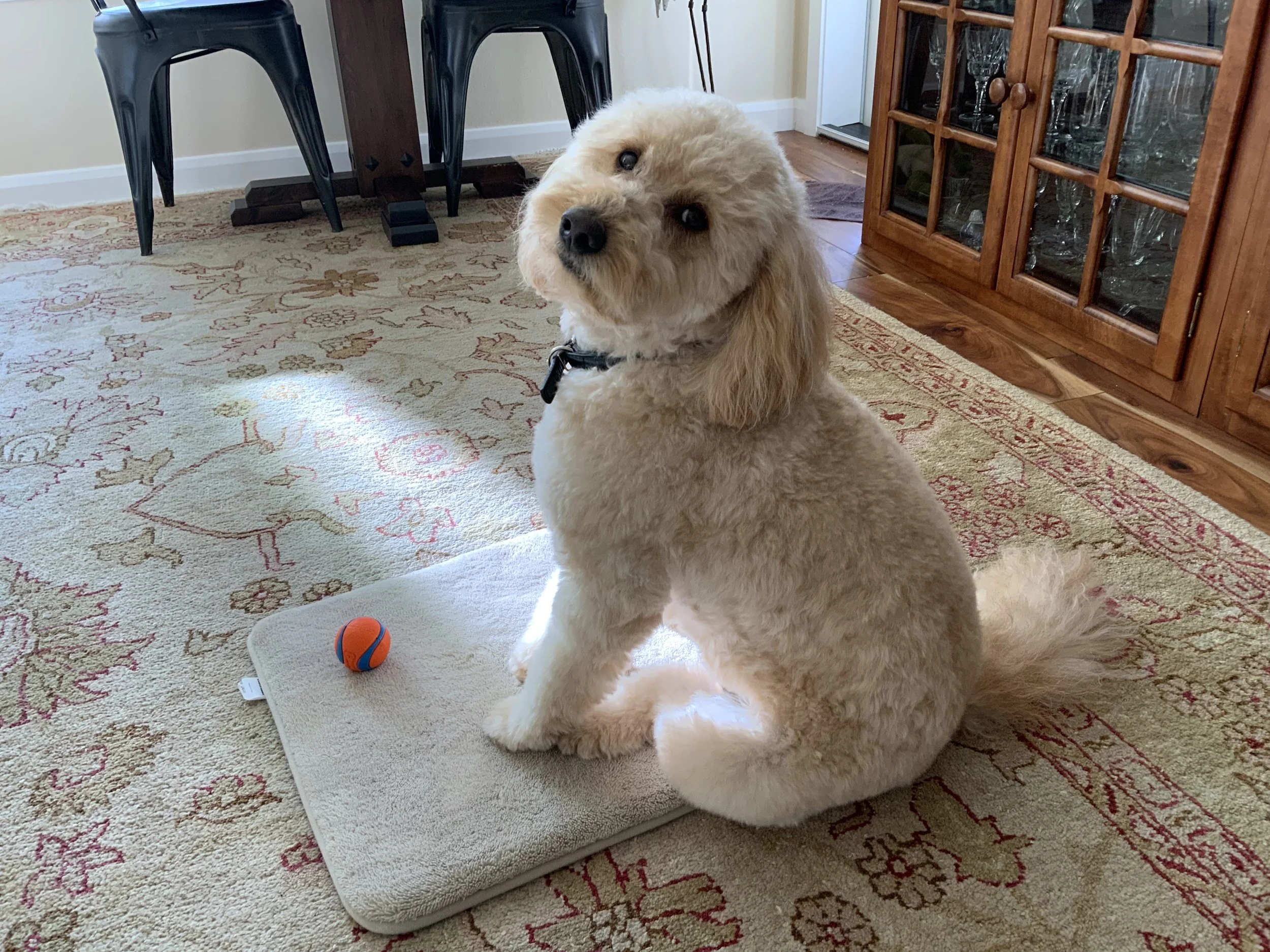 #48 PUPPY -- SCOOTER MEETS TRAINER