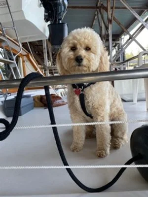 # 53 PUPPY - WE SELL THE BOAT