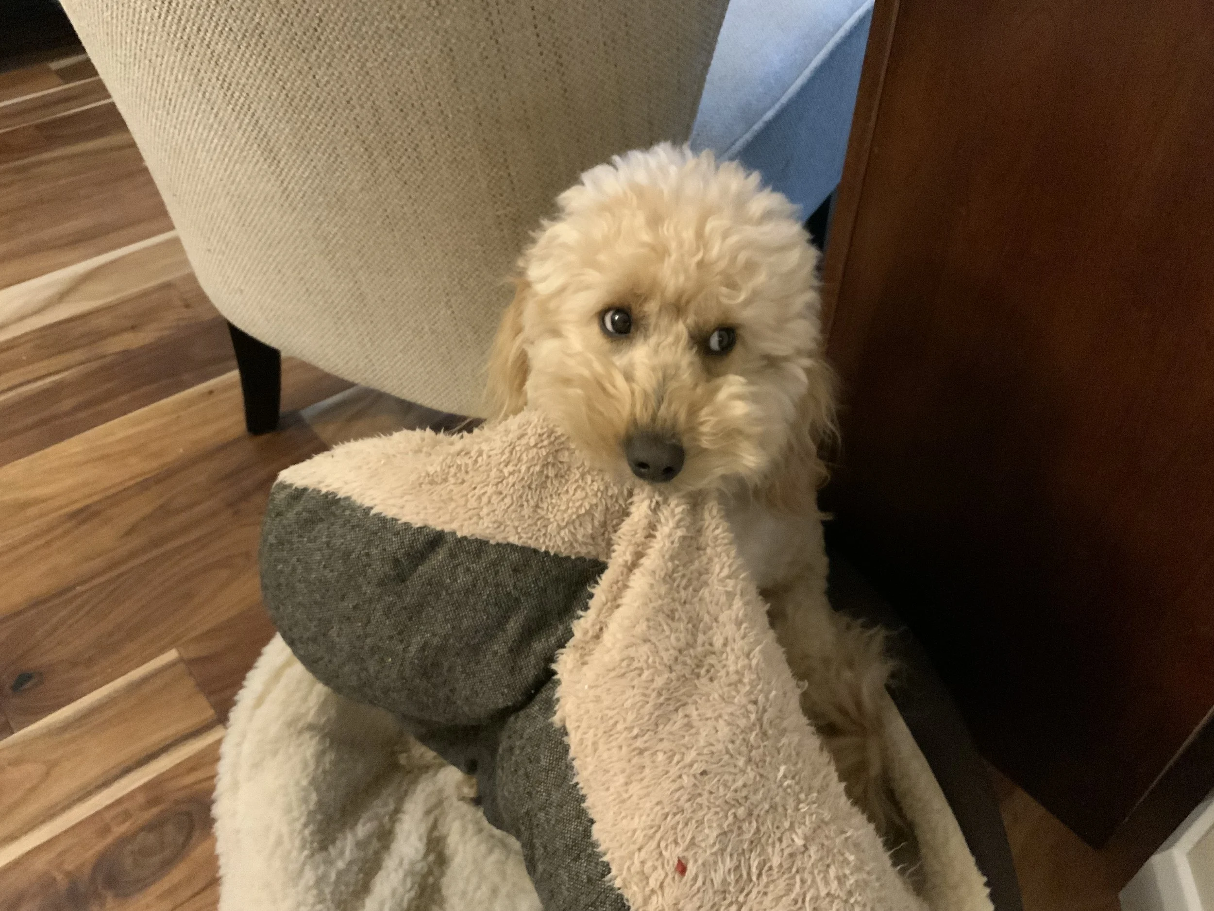 #54 PUPPY -- PEDIGREE & OTHER STUFF