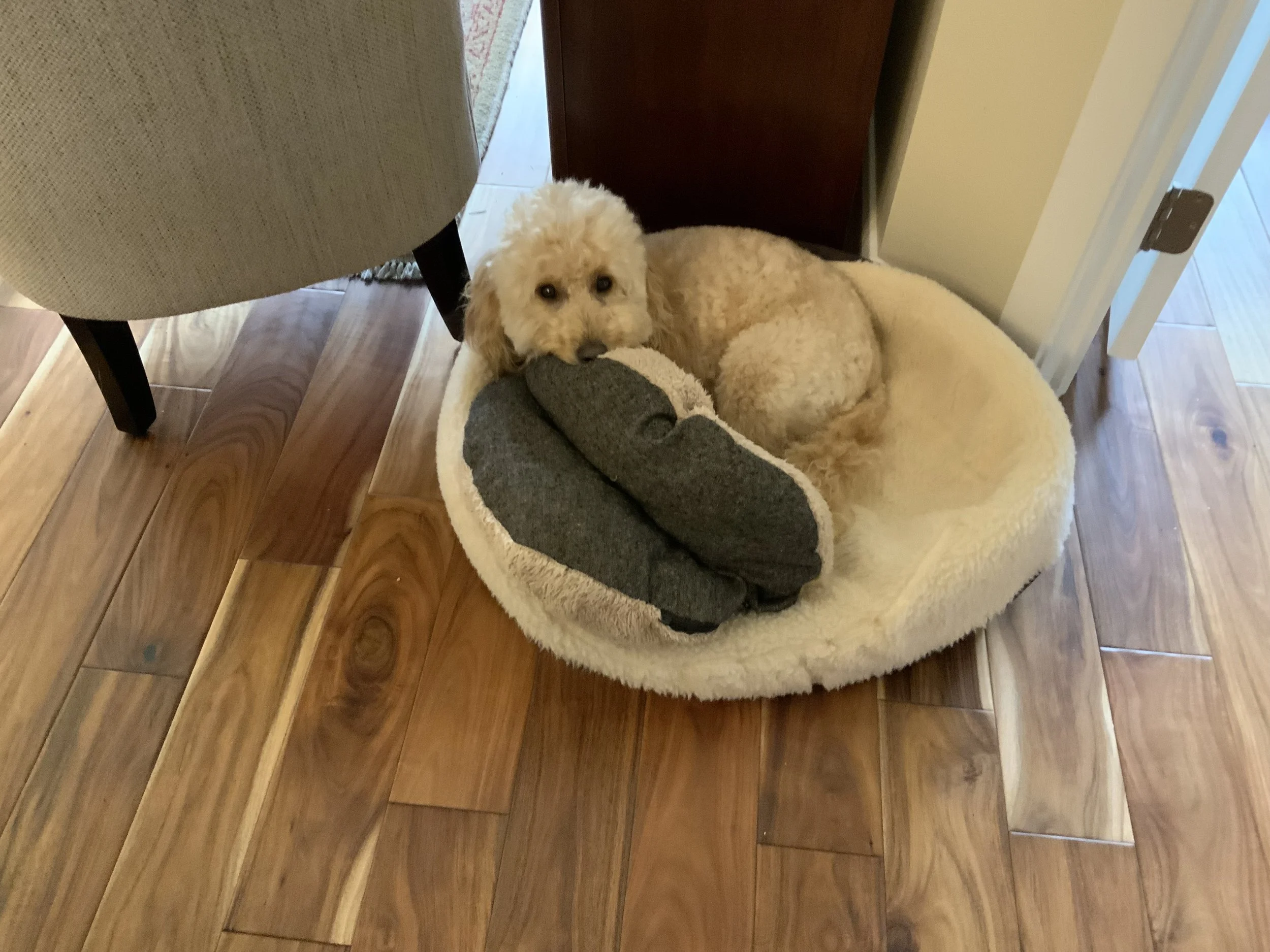 #55 PUPPY - MONDAY, November 7, 2022 Scooter's Pillow