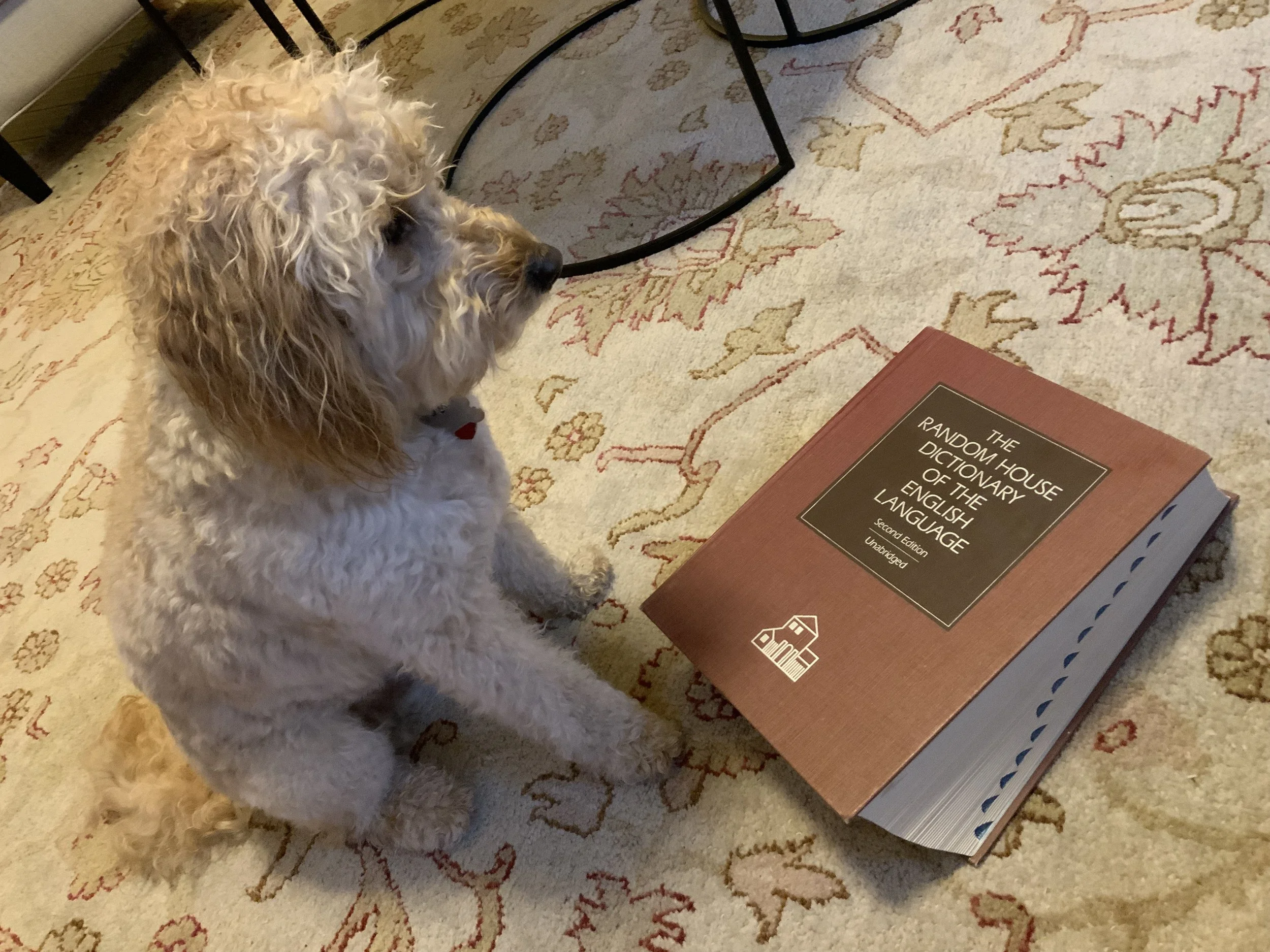 #58 PUPPY/#8 WORD SERIES/#36 A WOMAN'S BRIEFS- BOONDOGGLE/#3 ~ All In One