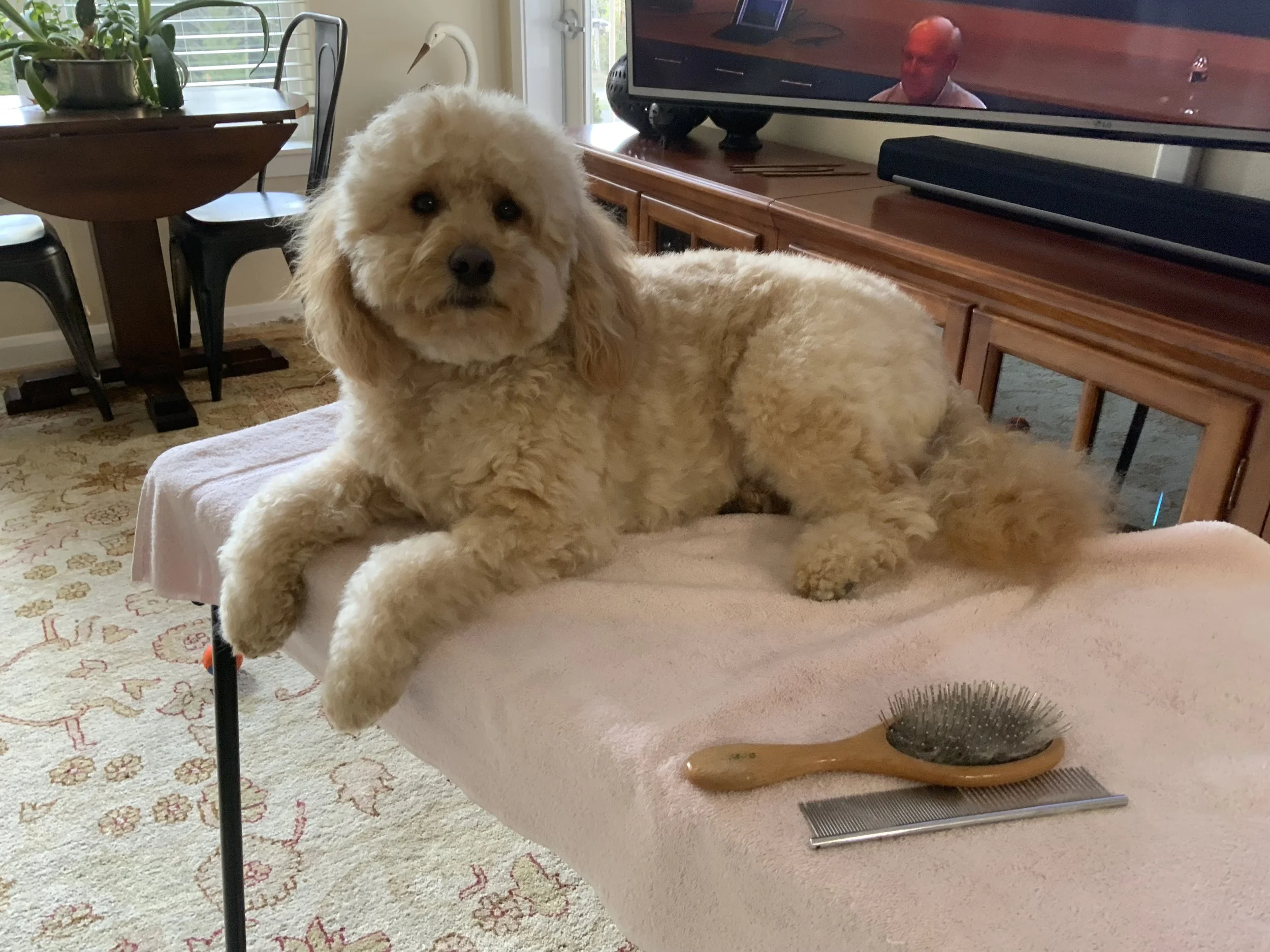 #59 PUPPY --SCOOTER GETS GROOMED