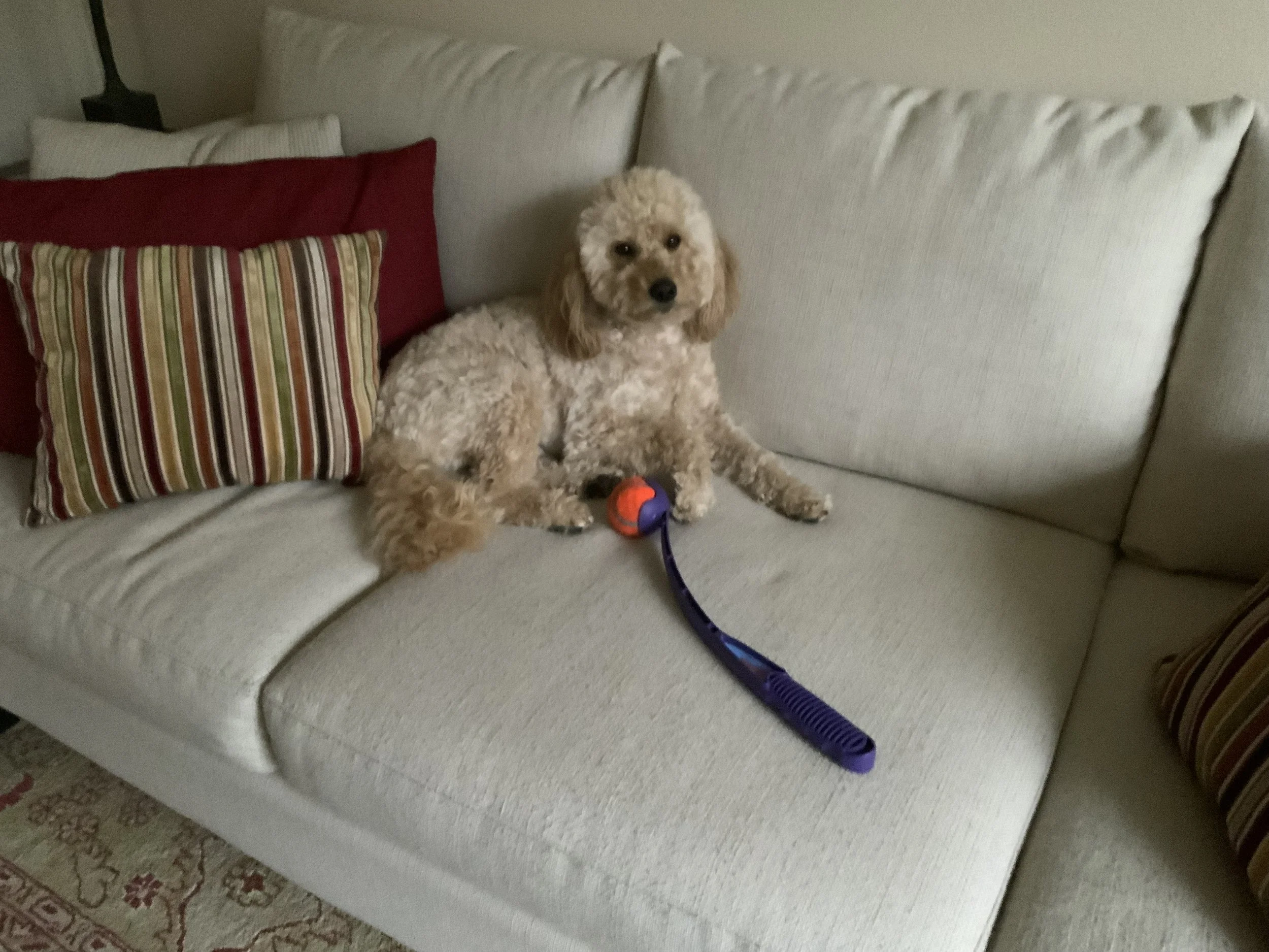 #63 PUPPY -- CHUCKIT