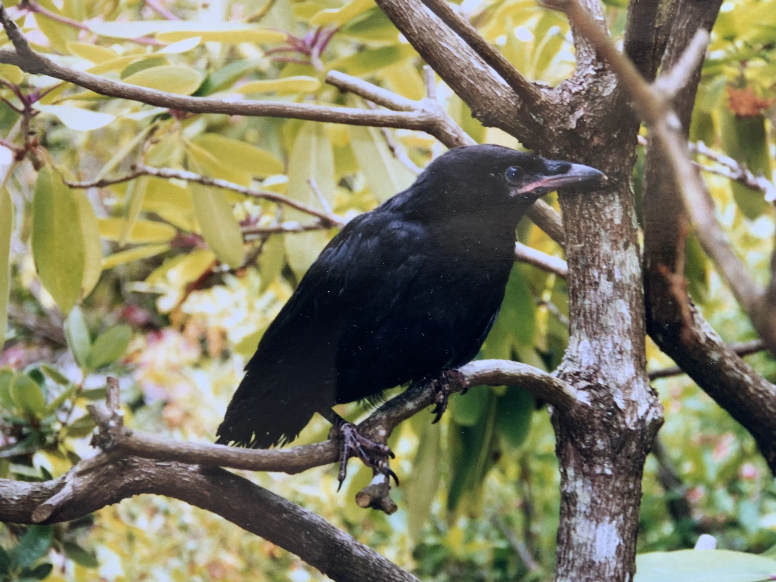 #38 A WOMAN'S BRIEFS -- A CROW CONVERSATION