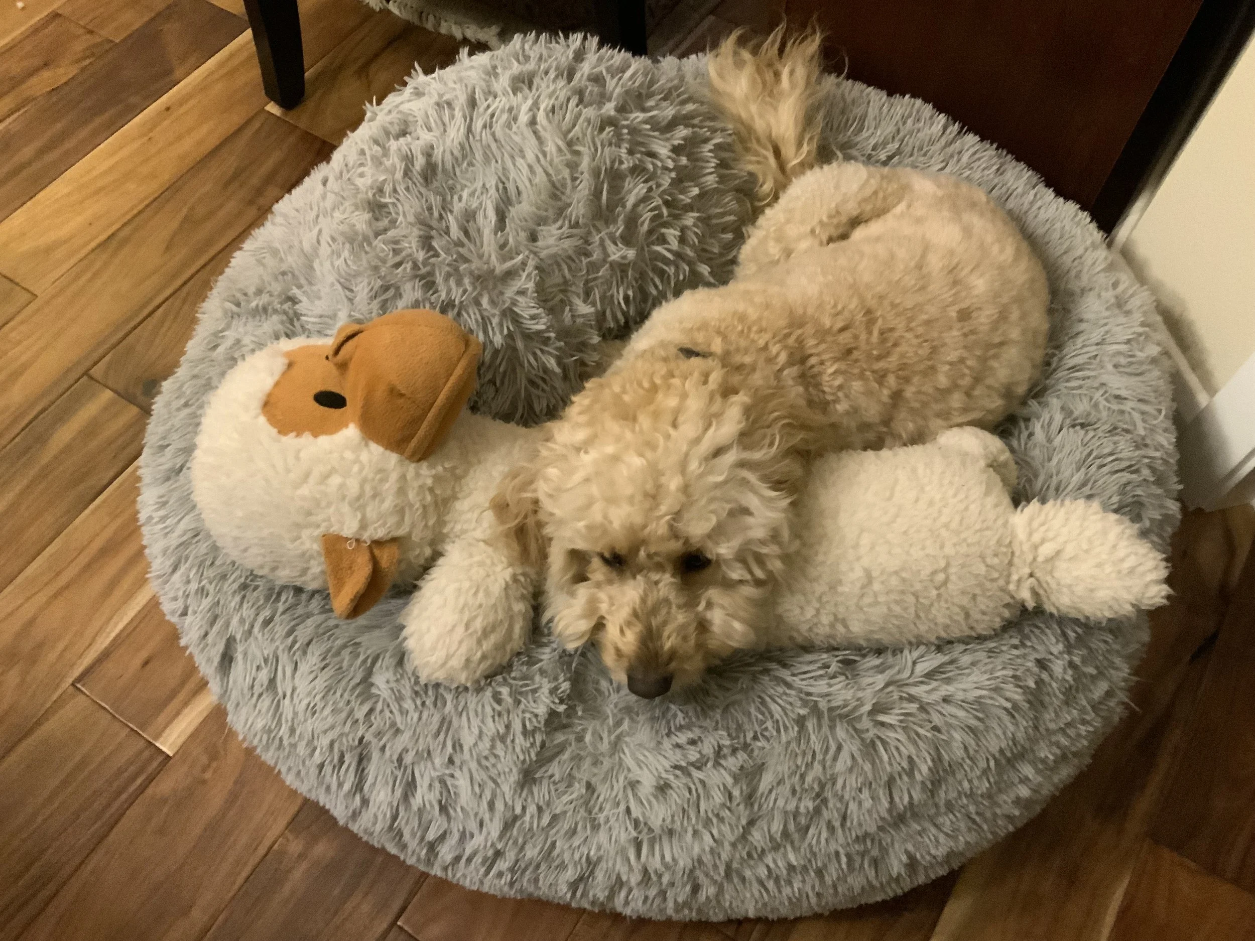 #64 PUPPY:  A SERIES OF FIRSTS AT THE AGE OF NEARLY FOUR