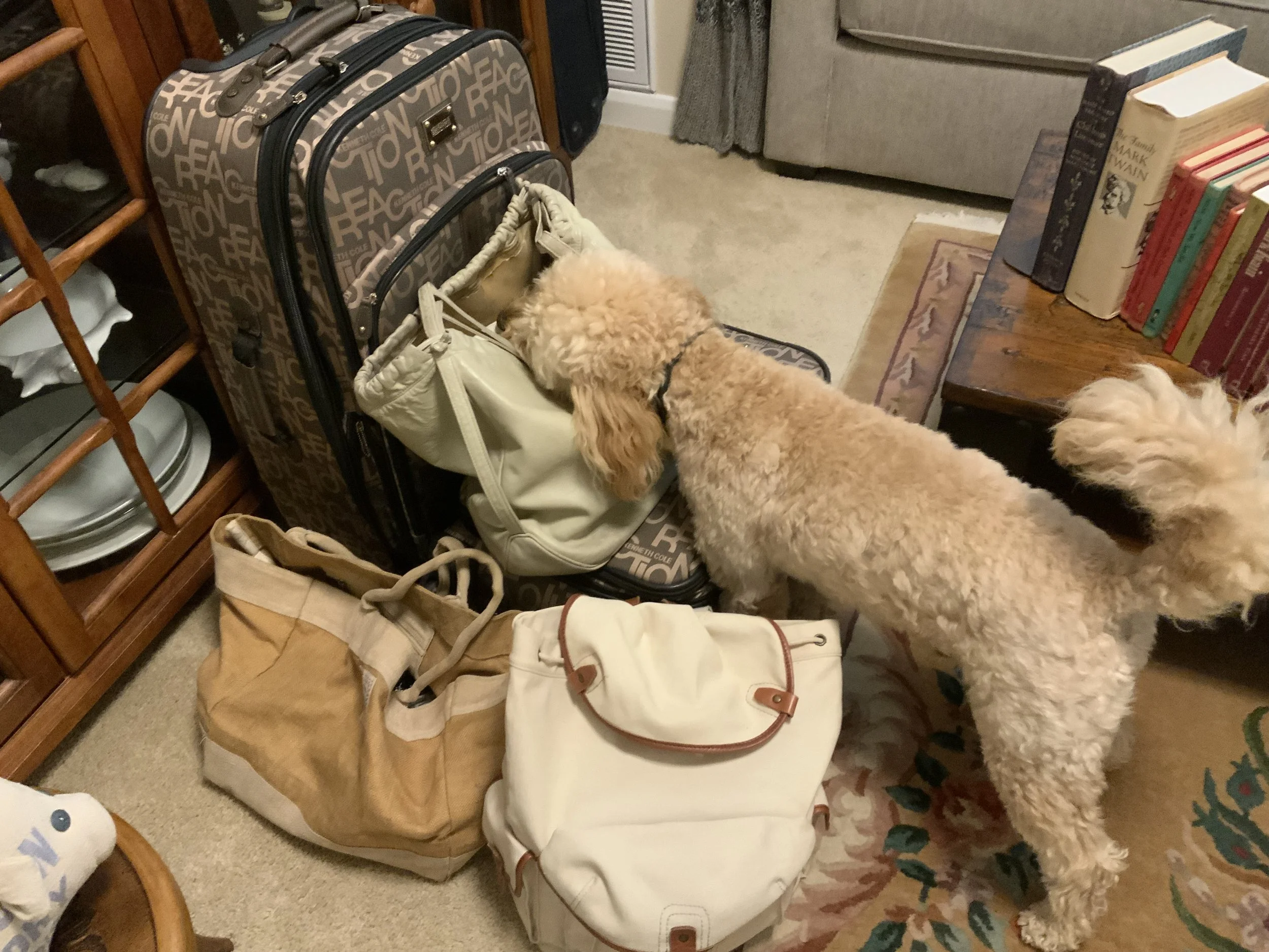 #1 SCOOTER SUBLIME TRAVEL JOURNAL (SSTJ)