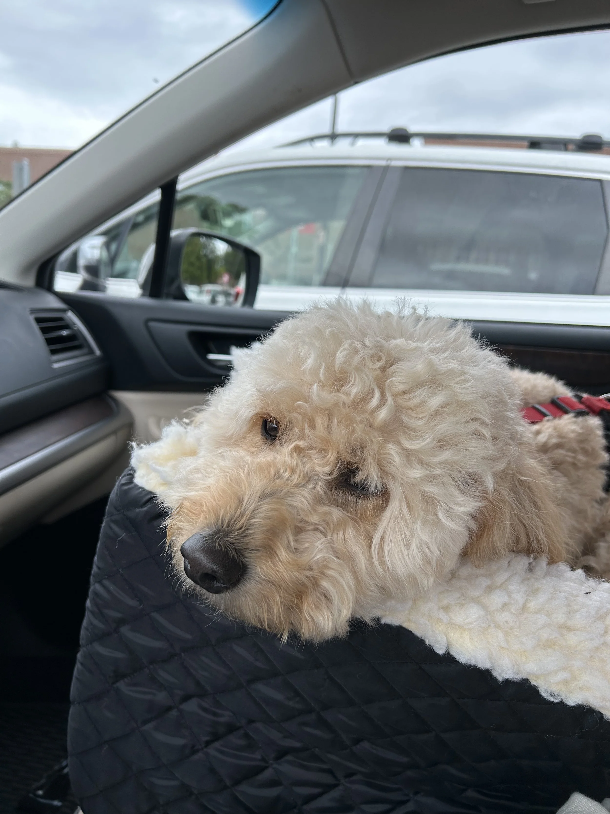 #2 SCOOTER SUBLIME TRAVEL JOURNAL