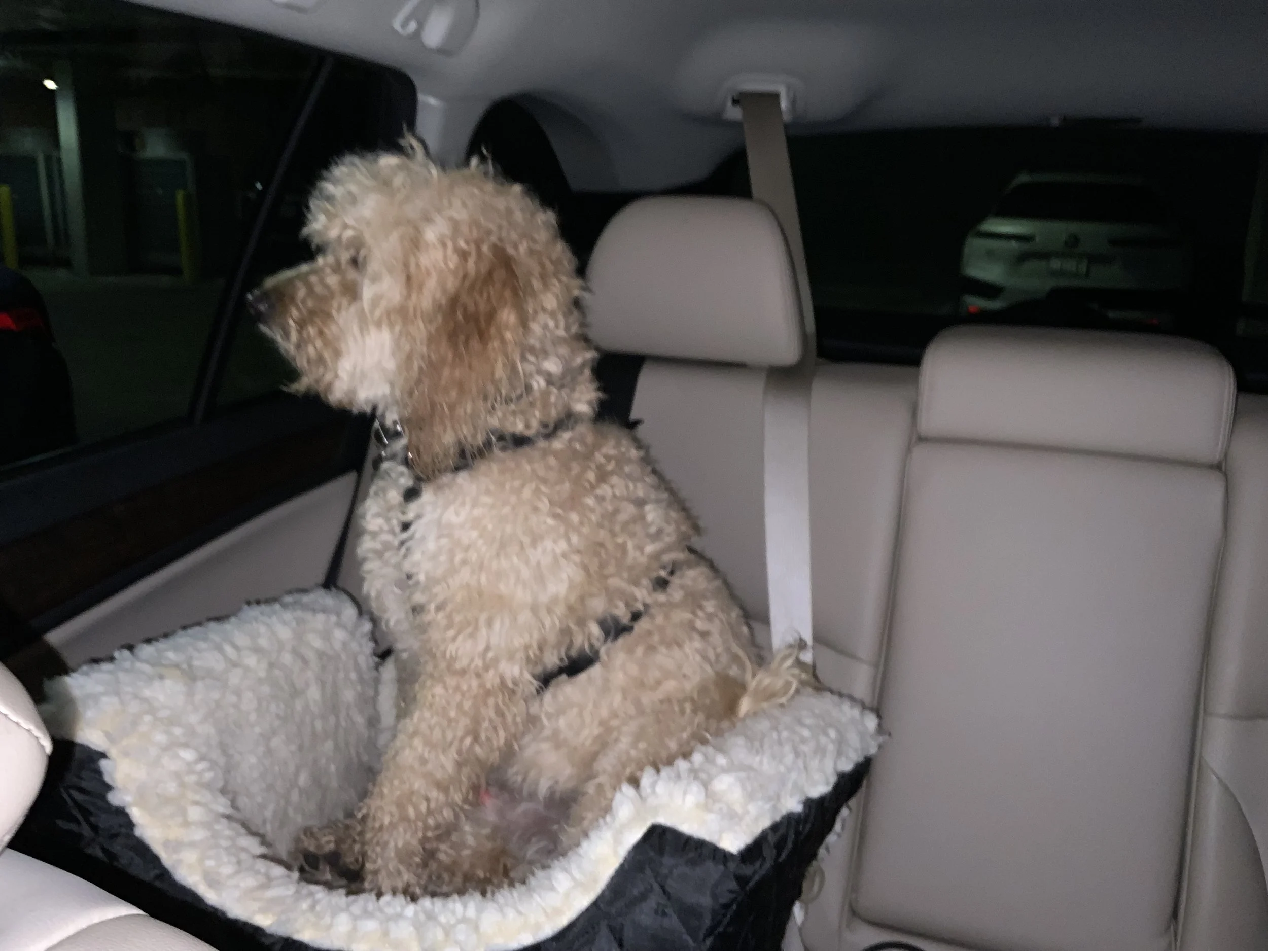 #10 SCOOTER'S (FINAL) TRAVEL JOURNAL -- FINALLY HOME