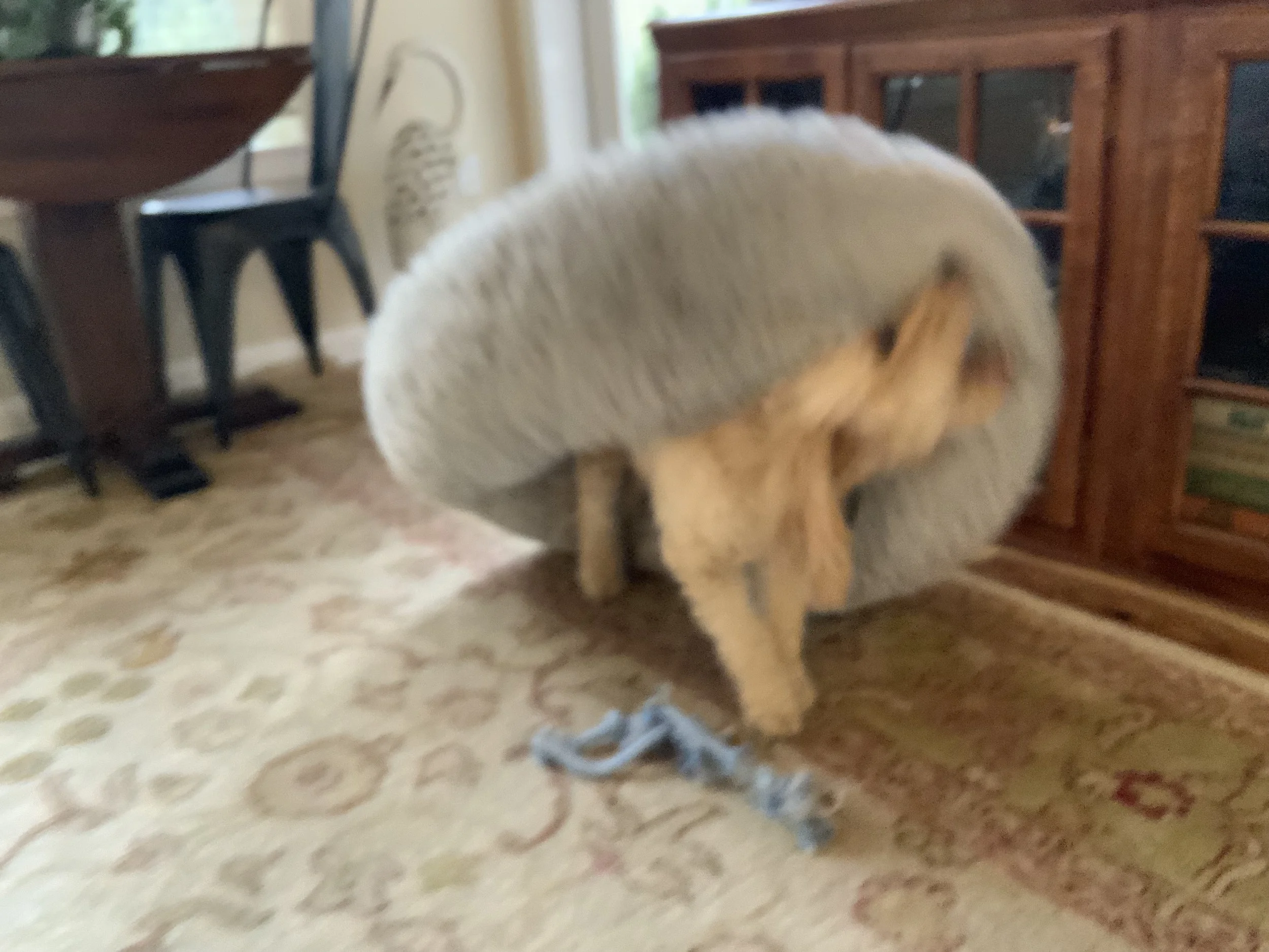 #65 PUPPY - SCOOTER'S FEEL GOOD MOVIE