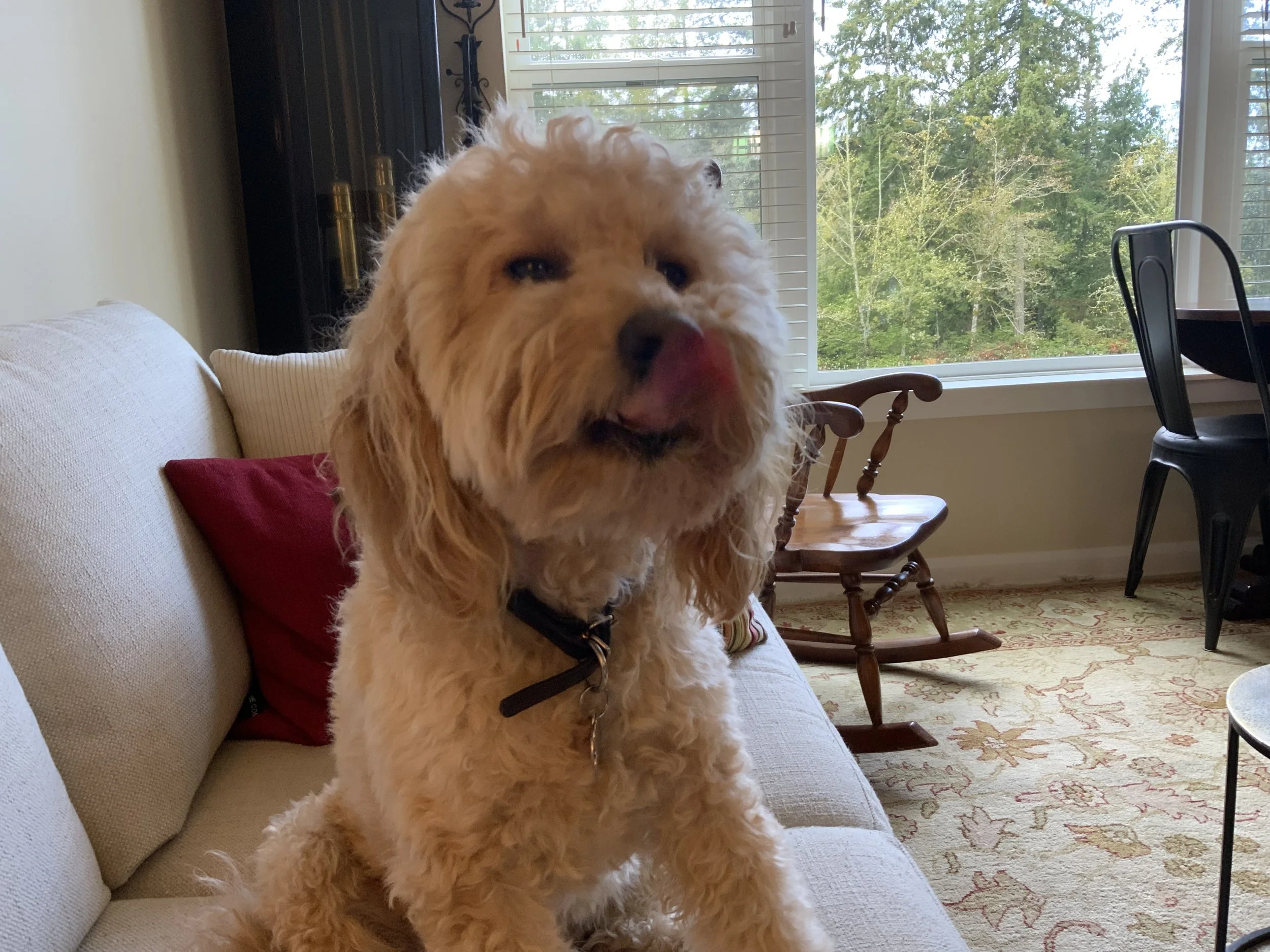 #66 PUPPY - YOU ASK WHY WE LIKE TO LICK?