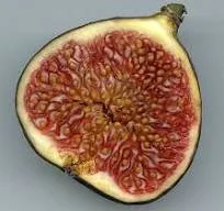 #51 A Woman's Briefs -- FIG TREES & FIG WASPS
