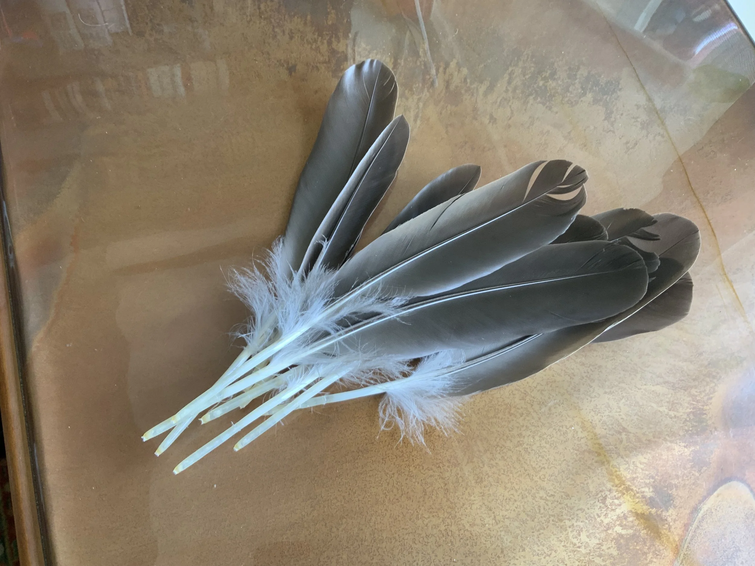 #71 A WOMAN'S BRIEFS -- CROW FEATHERS