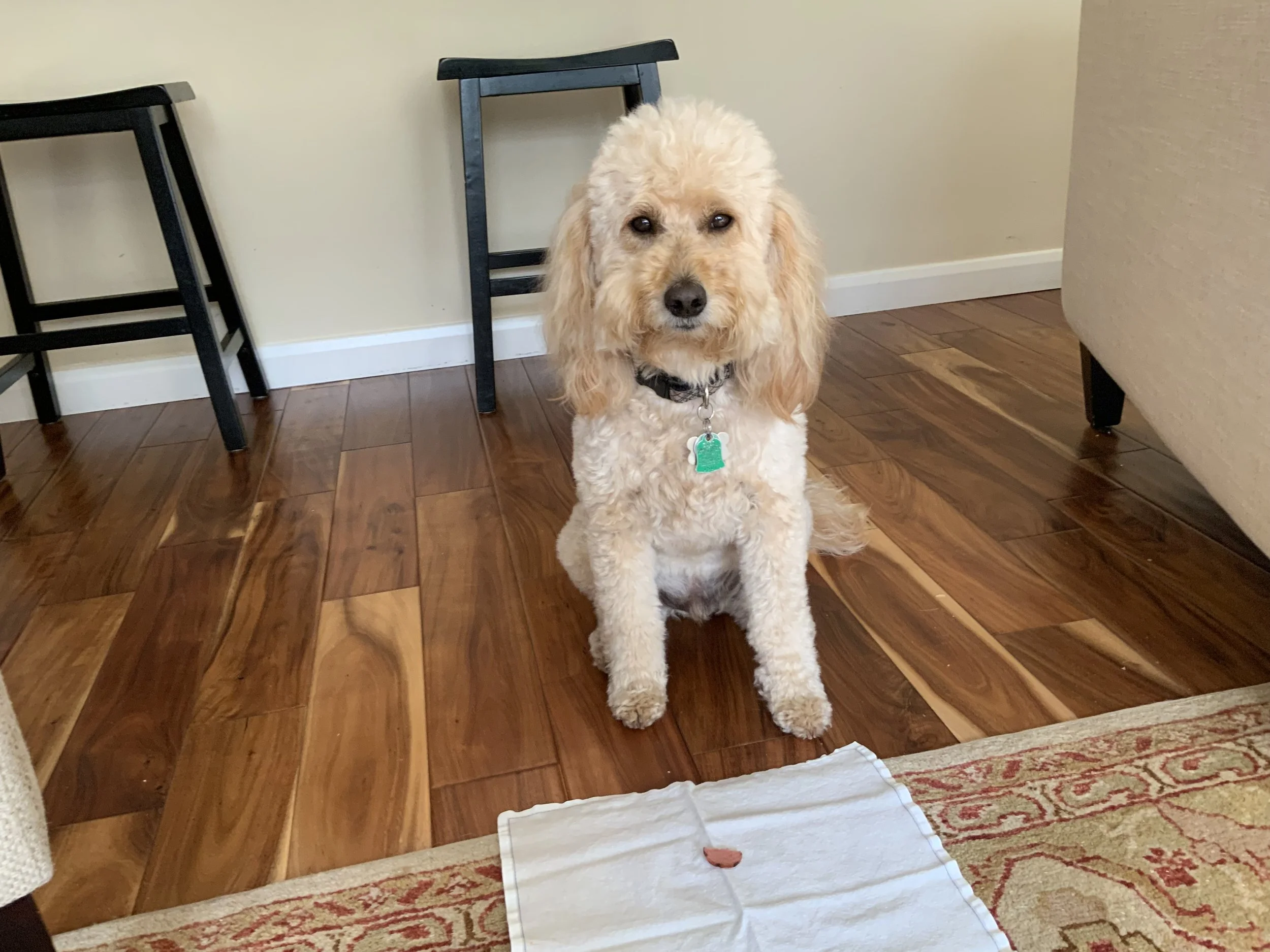 #76 PUPPY -- A HOT DOG