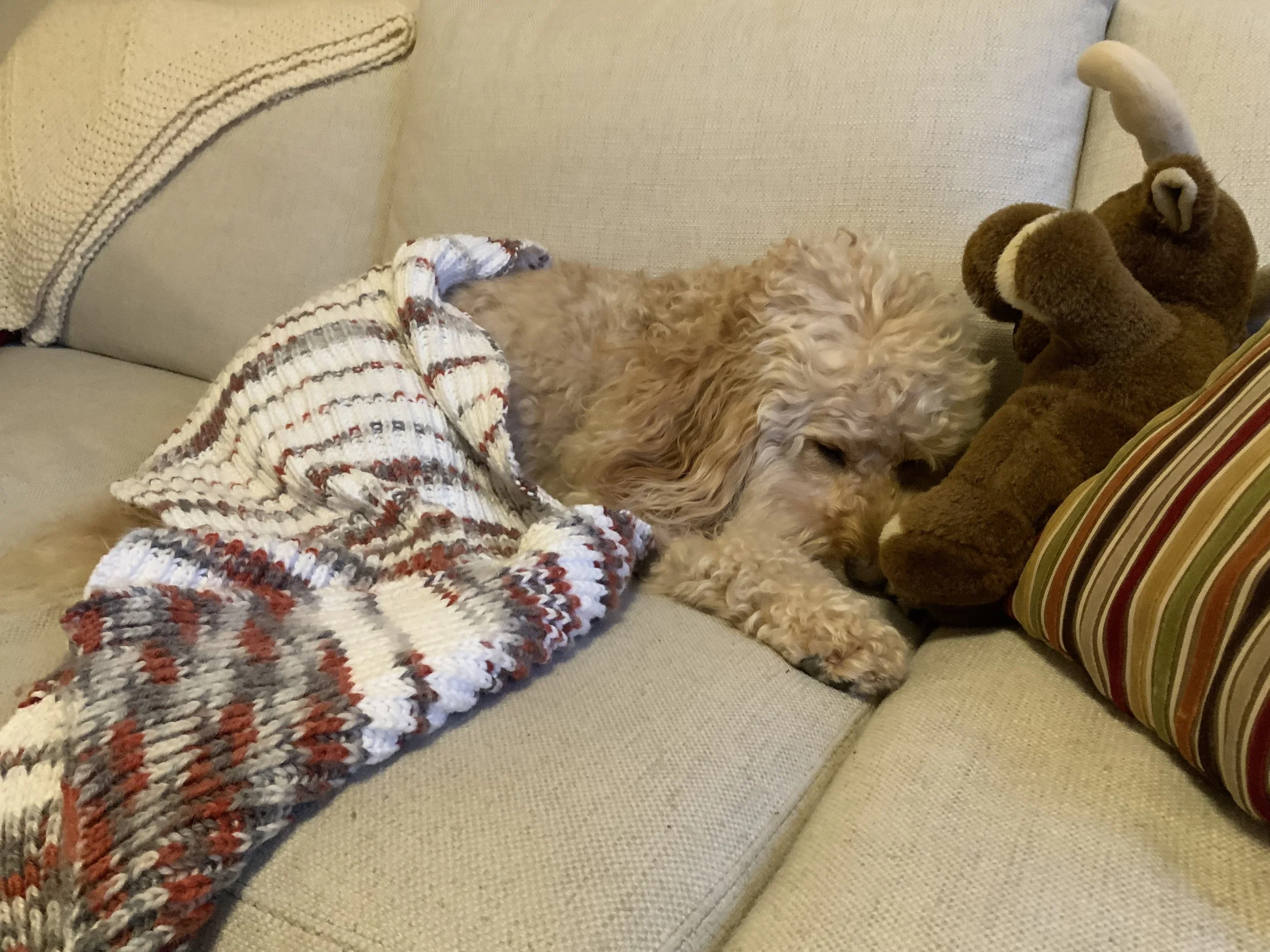 #79 PUPPY - SCOOTER'S FINE - 1-9-26