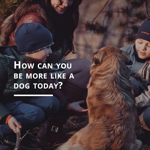 Something I like to ask myself to bring joy into my life is, &ldquo;How can you be more like a dog today?&rdquo;⠀
⠀
#mindfulnesspractice #innerpower #lovepets❤️ #soulguidance #highestself #positivemessage #findyourhappy #youdoyou #makeyourselfapriori