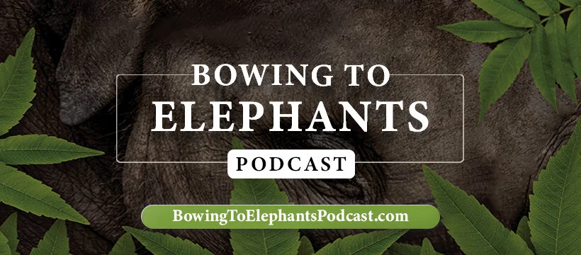 Join Me as I Premier the Bowing to Elephants Podcast