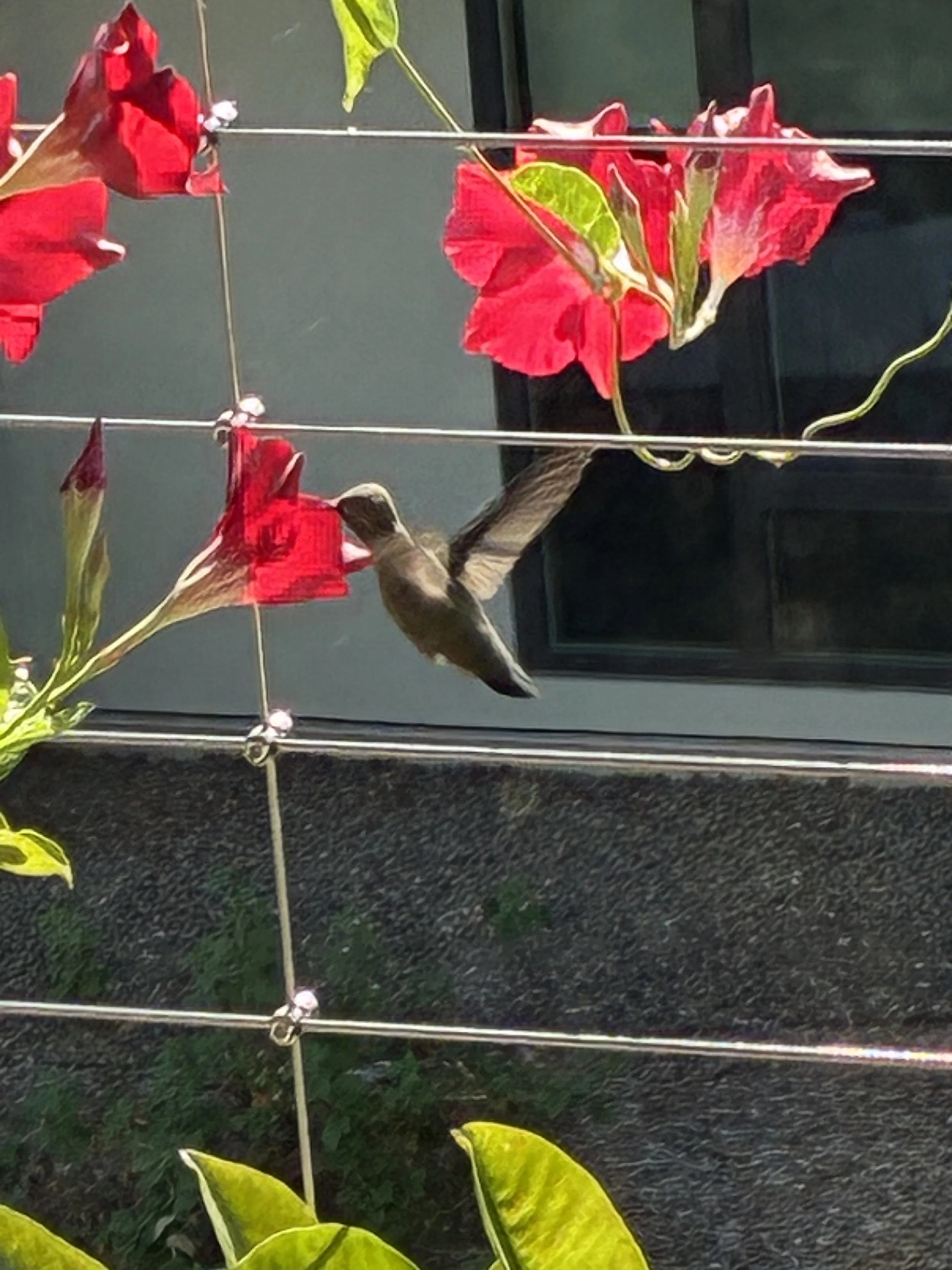 Speaking Out ... on old age, and beginning again