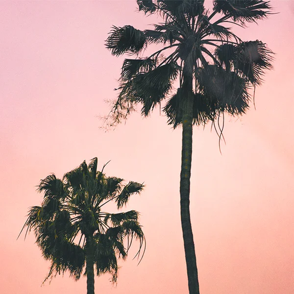 Los-Angeles-Influencers-Palm-Tree-Pink-1.jpg