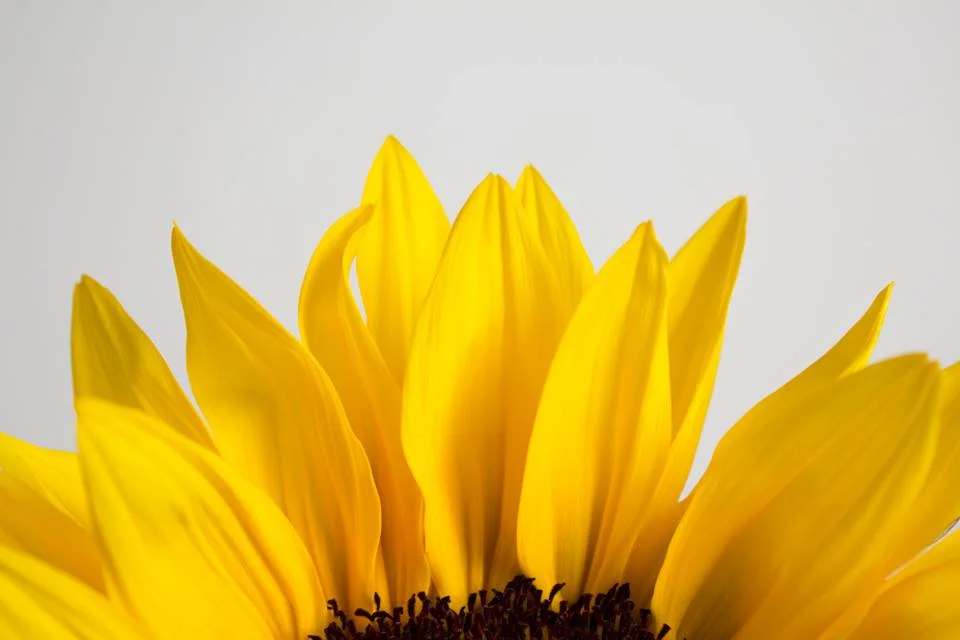 Sunflower2.jpg