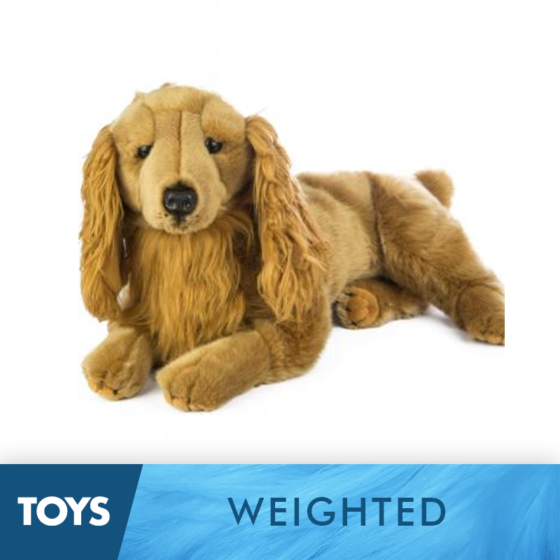 Weighted Cocker Spaniel