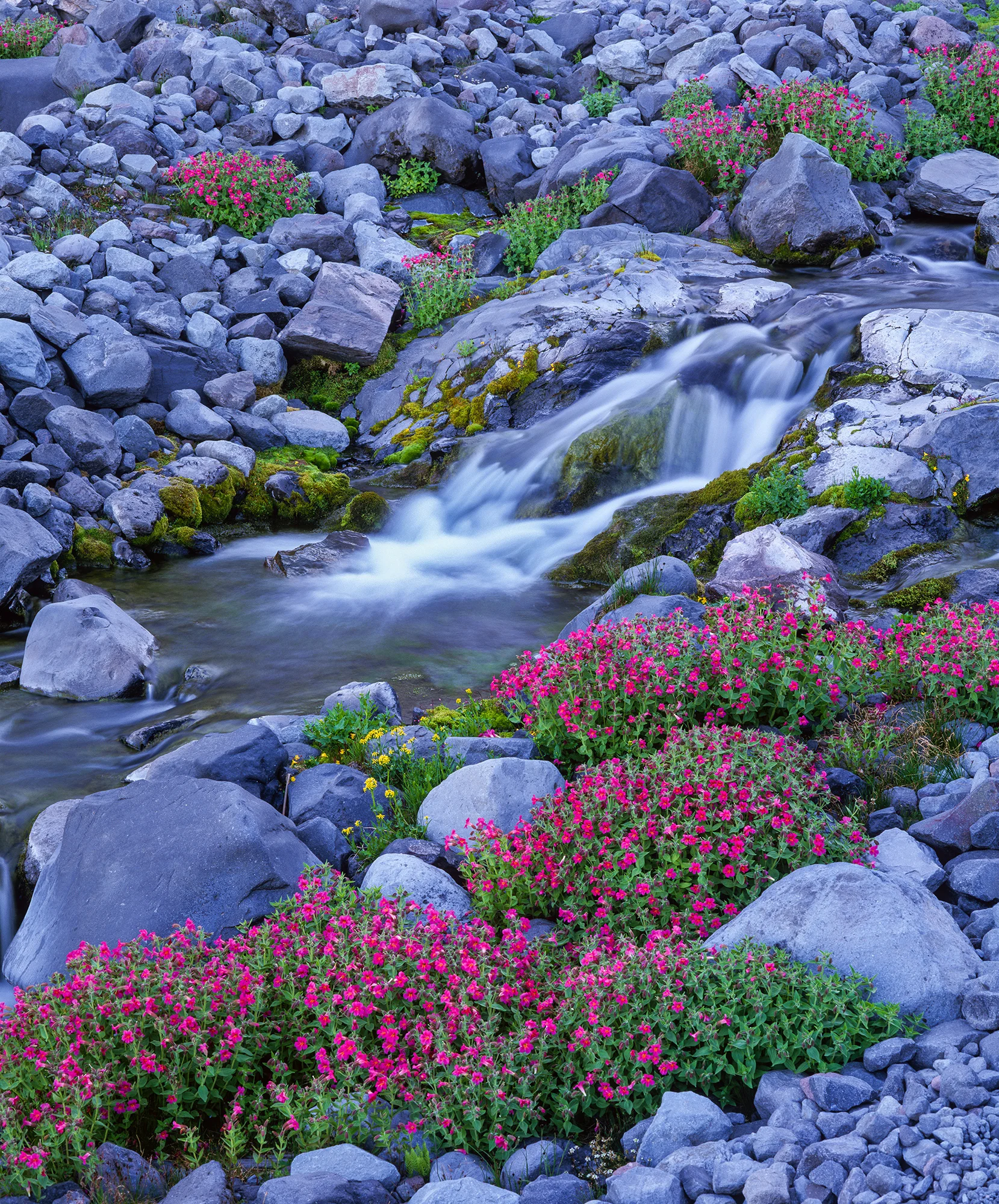 Flowers & Creek | Washington