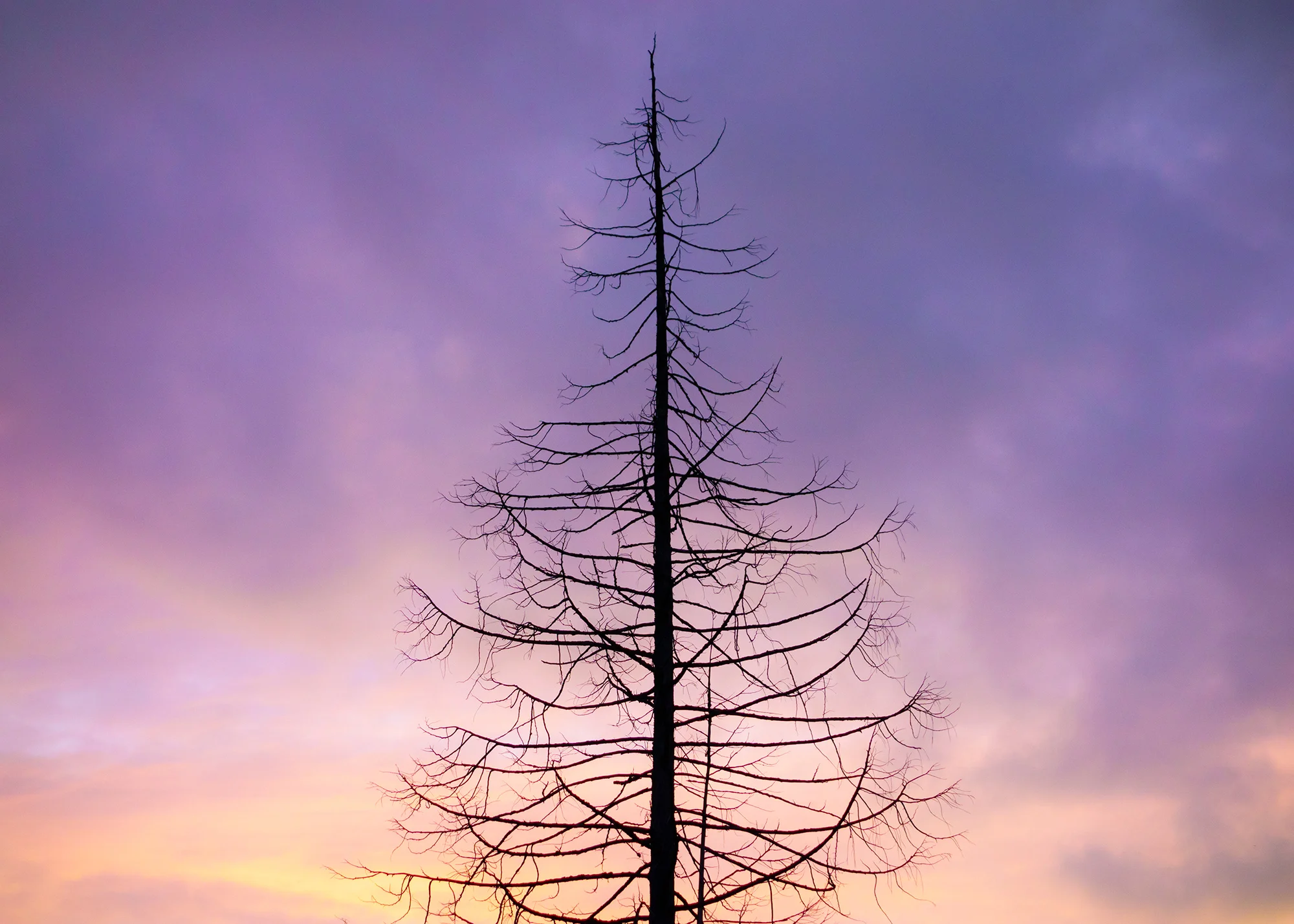 Ghost Tree Sunset | Washington
