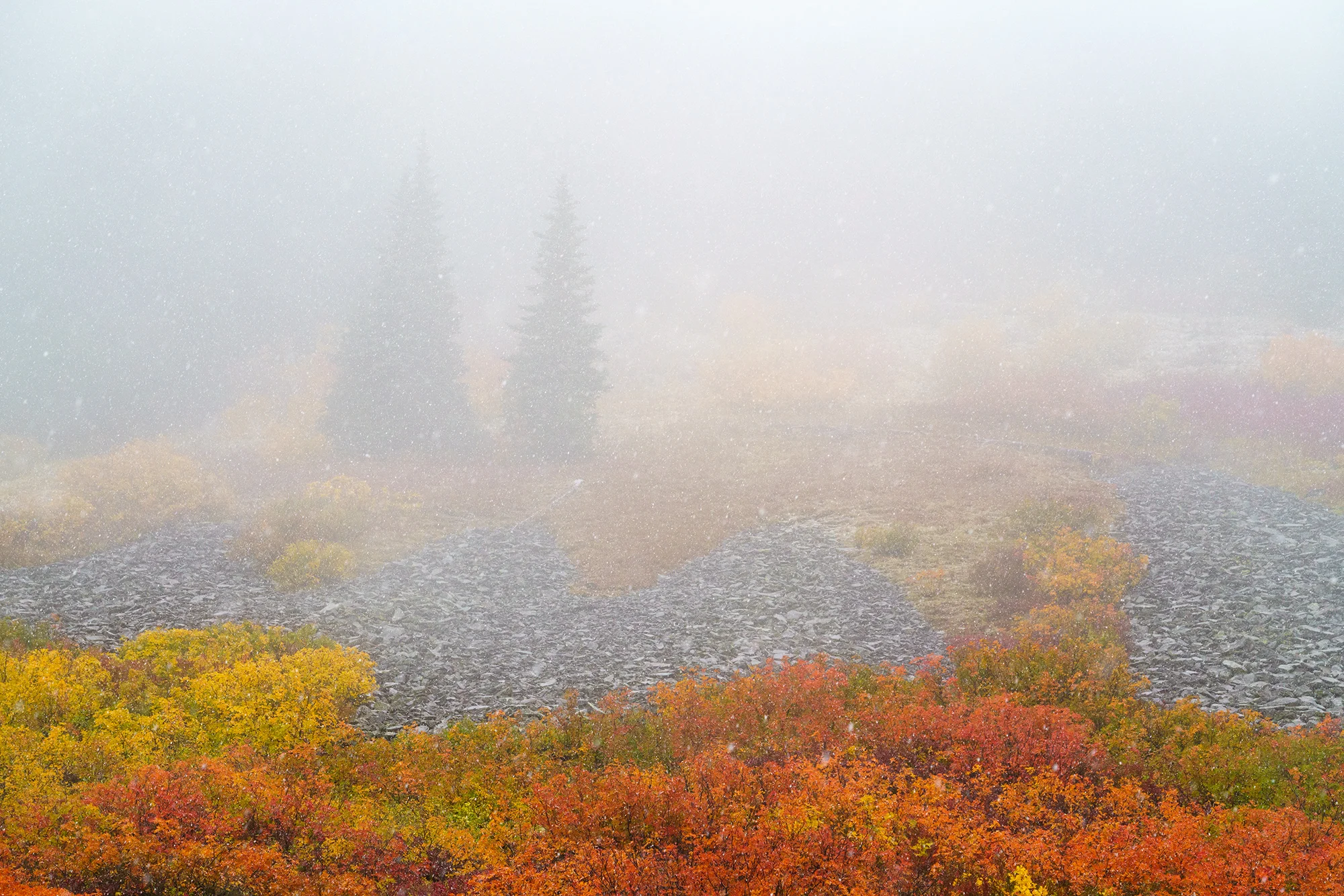 Paradise Autumn, Mt. Rainier | Washington