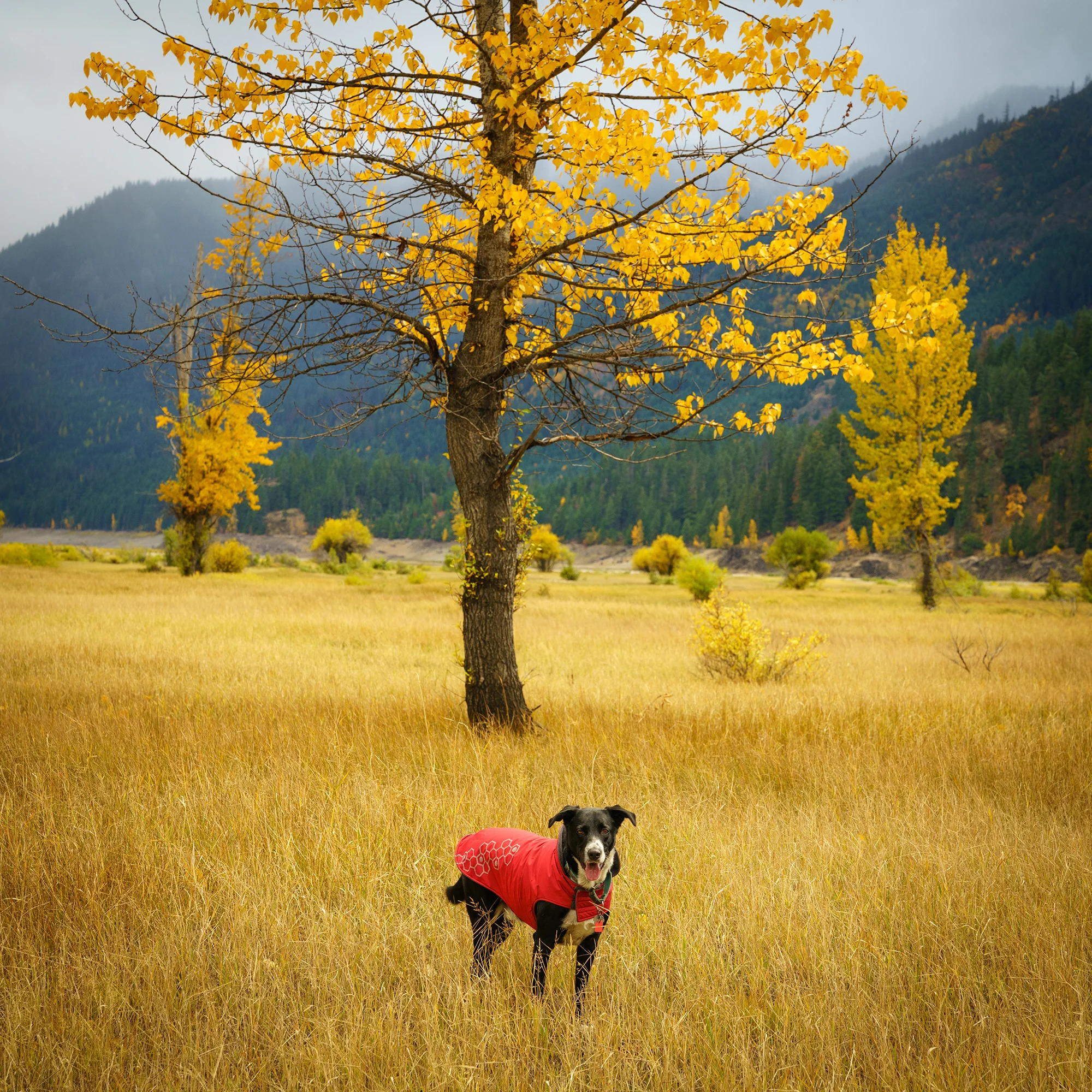 Charlie in Meadow | Washington
