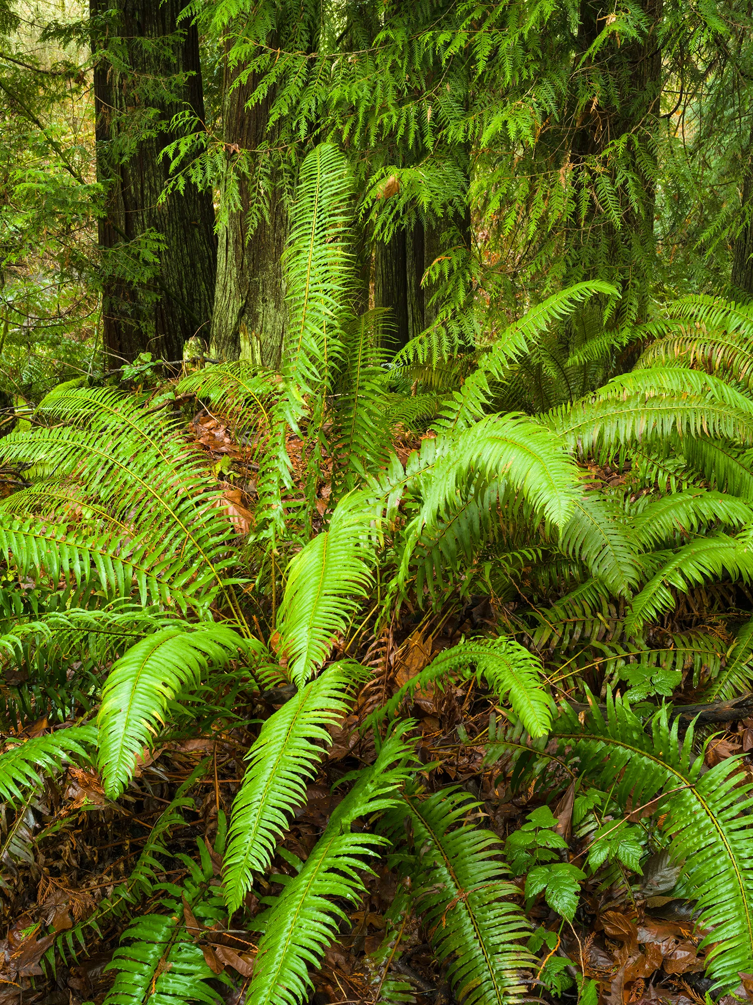 Ferns & Cedars | Washington