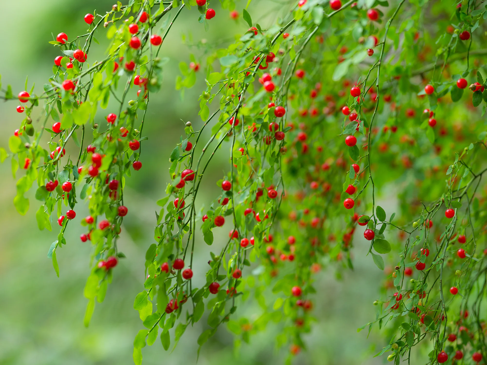 Red Huckleberry | Washington
