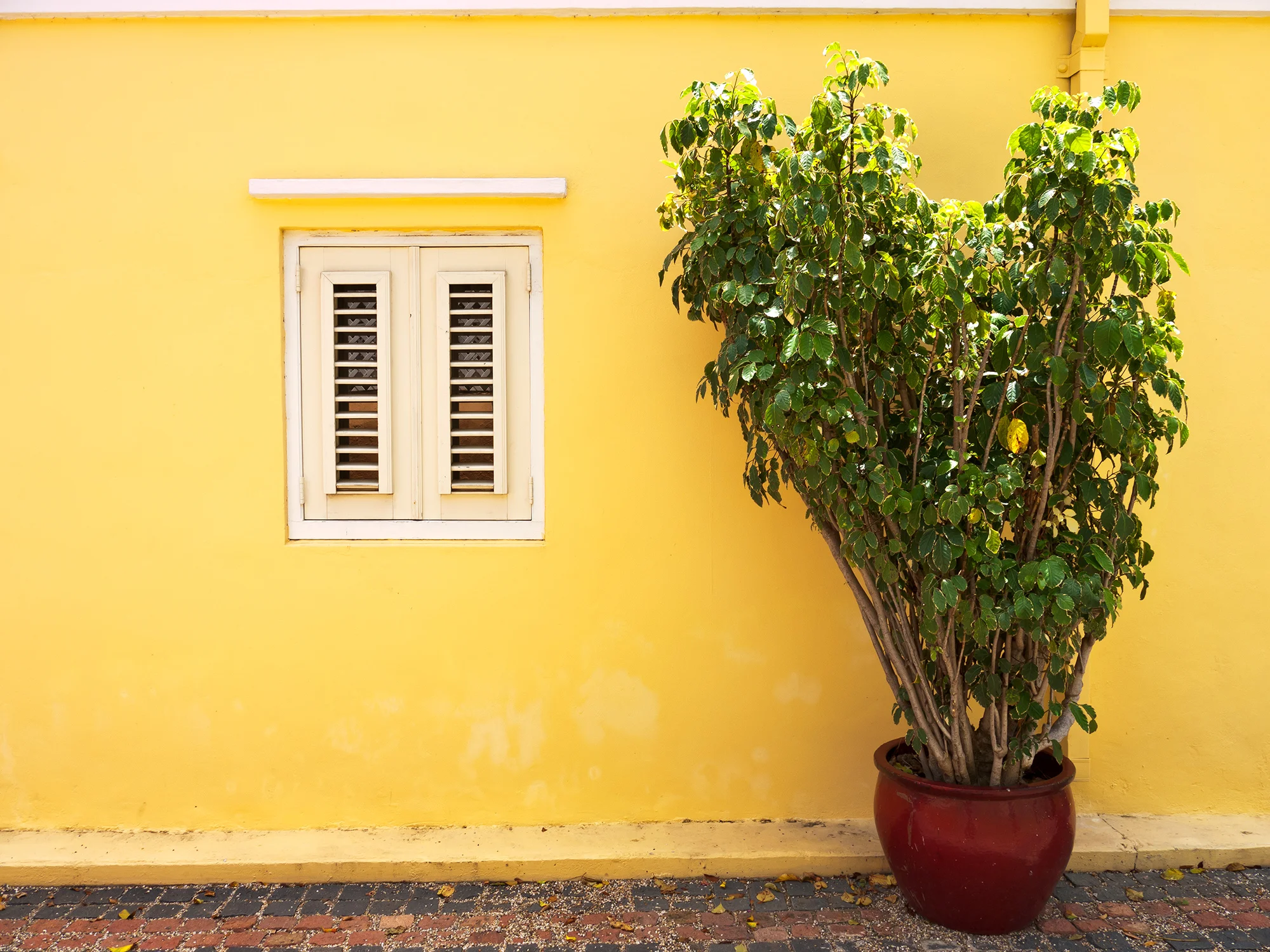 Wall & Window, Willemstad | Curaçao