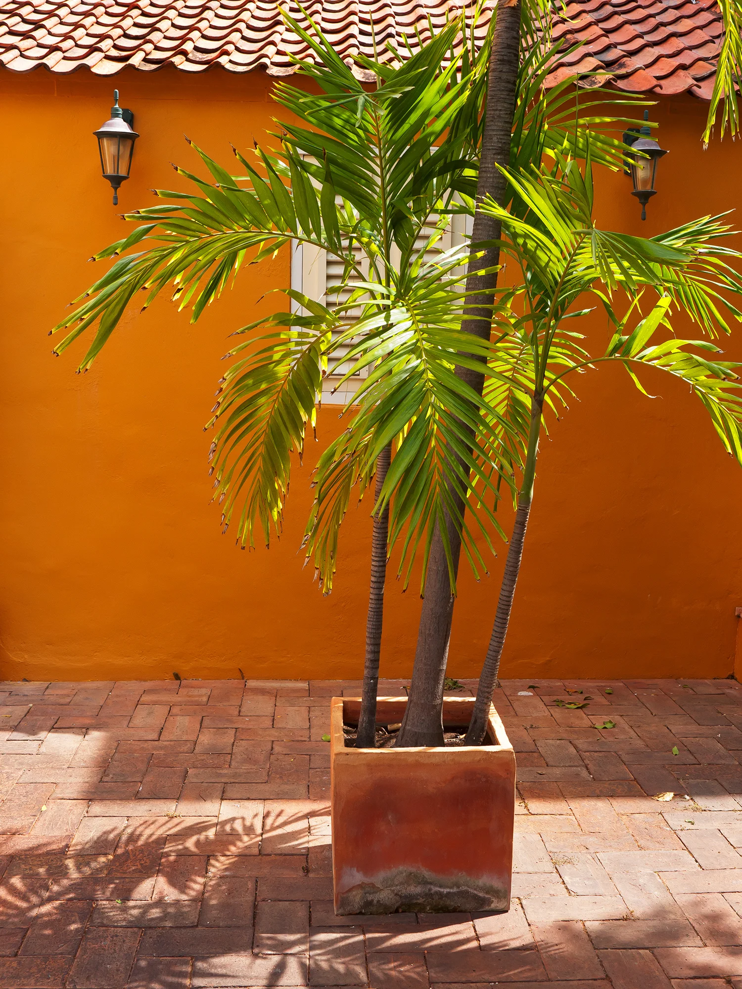 Palm, Willemstad | Curaçao