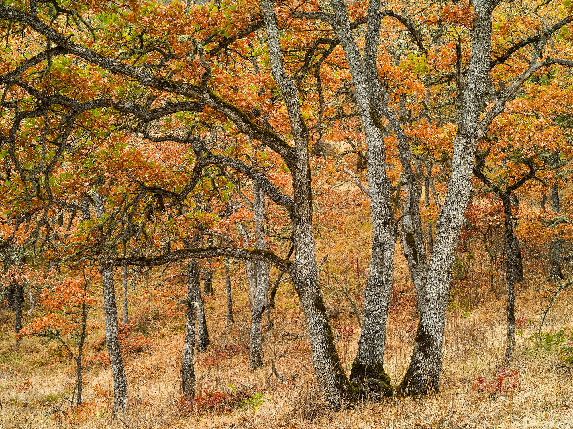 Magnificent Oaks | Oregon