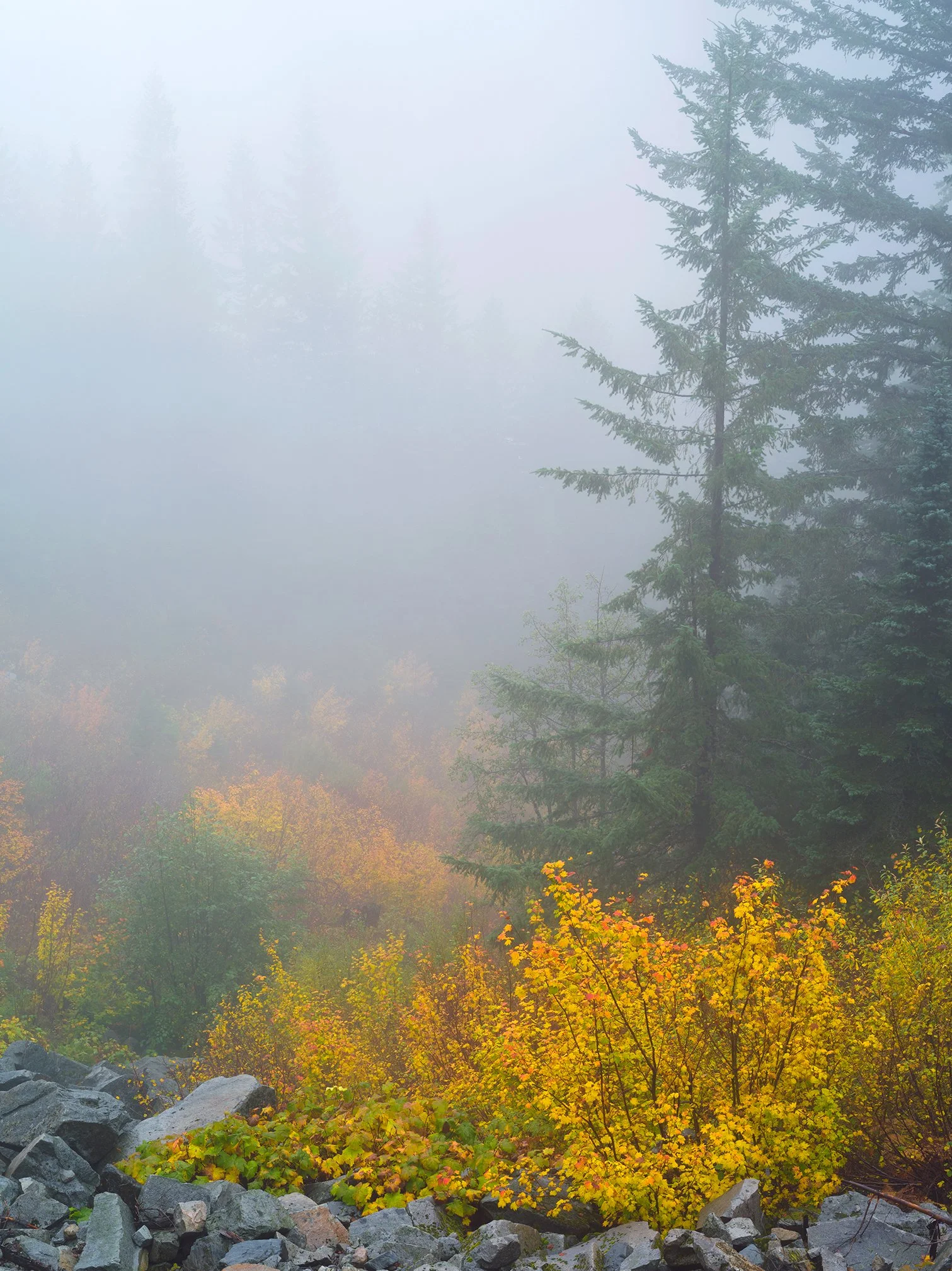 Autumn Fog, Mt. Rainier NP | Washington