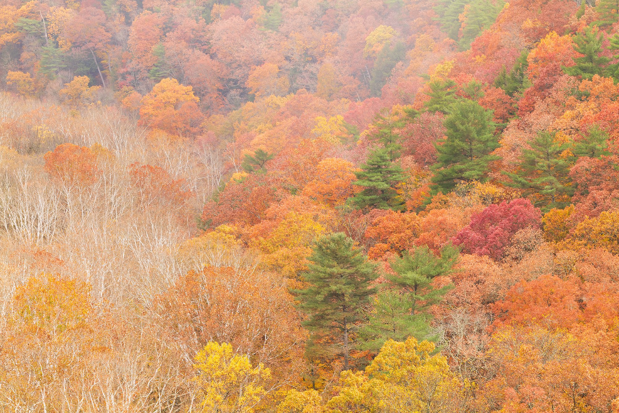 Mohican SP Autumn Vista | Ohio