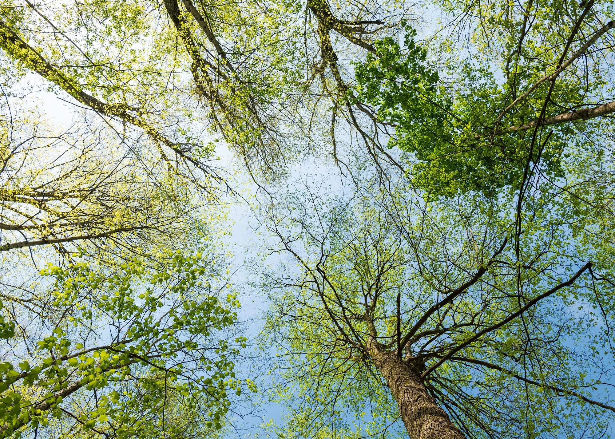 Tree Canopy, Caesar Creek SP | Ohio