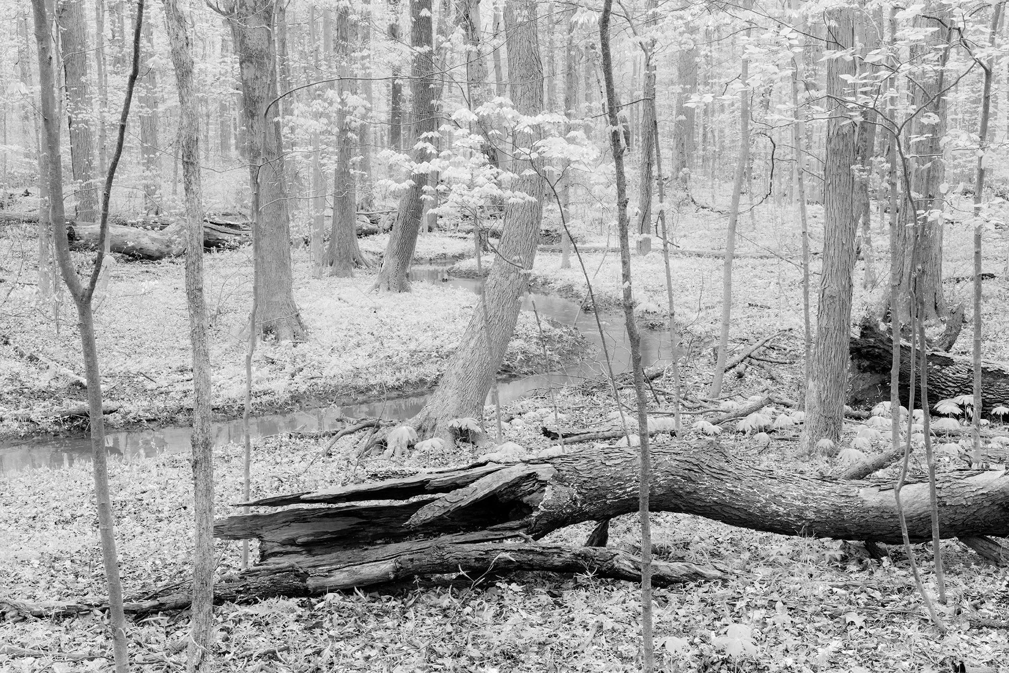 Johnson Woods Forest | Ohio
