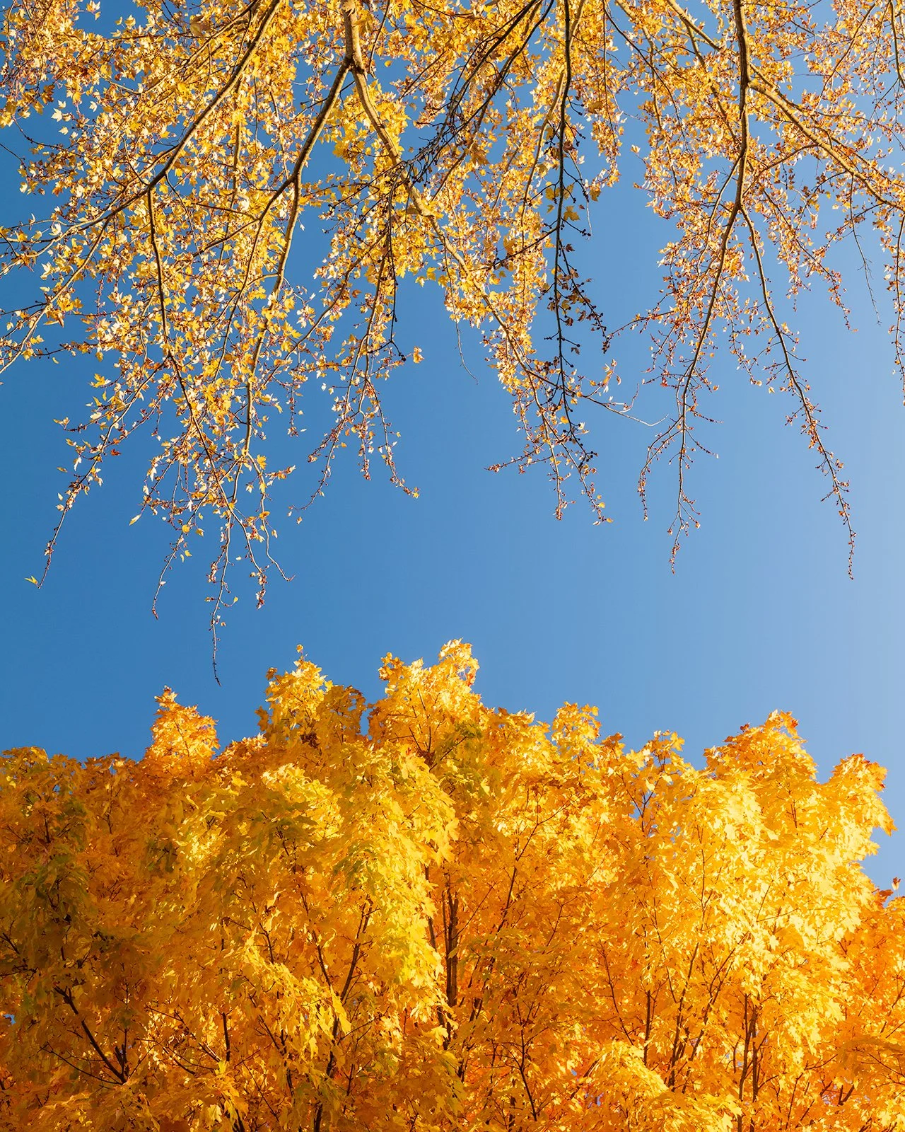 Blue Sky Autumn, Wayne County | Ohio