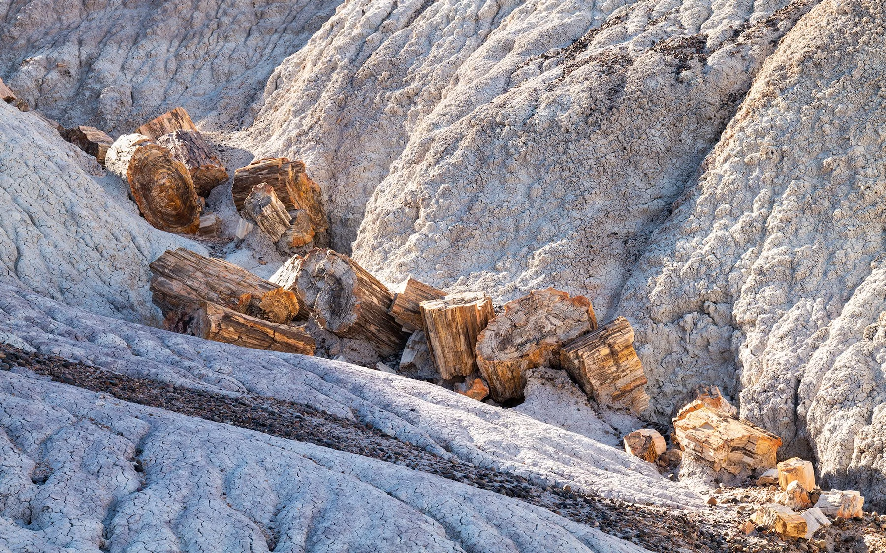 Petrified Tree Glow, Petrified Forest NP | Arizona