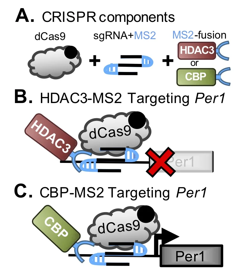 CRISPR system to drive site-specific chromatin remodeling.