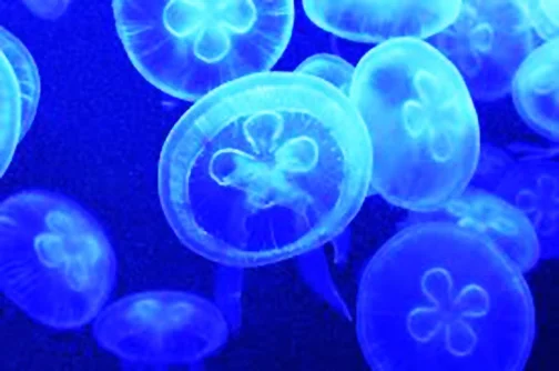 free jelly fish.jpg