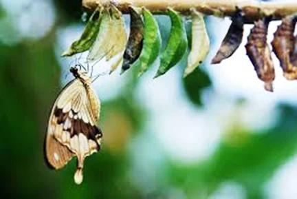 Endings Create Beautiful Beginnings