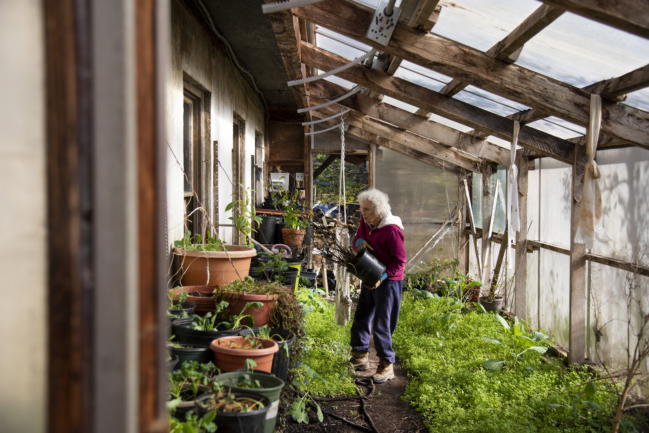  Jean Forsberg moves plants from her outside deck to her personal greenhouse for the winter. Forsberg grows many vegetables, like kale, that she and her husband eat throughout the year. She uses a greenhouse attached to her home opposed to the commun