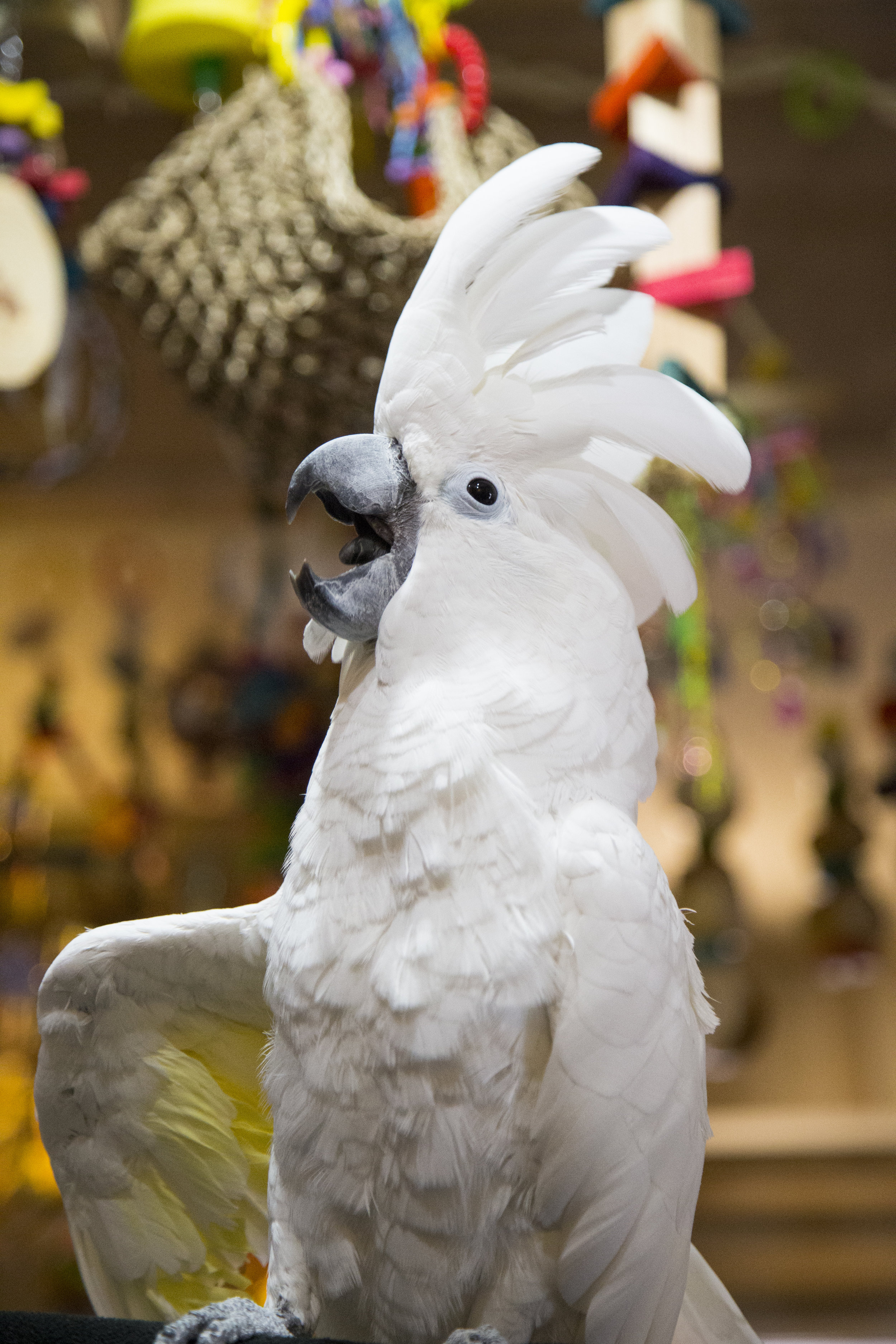 In addition to her rescue birds, Sandy boards birds, like Jasper the umbrella cockatoo, for community members. These birds usually stay in her living room.