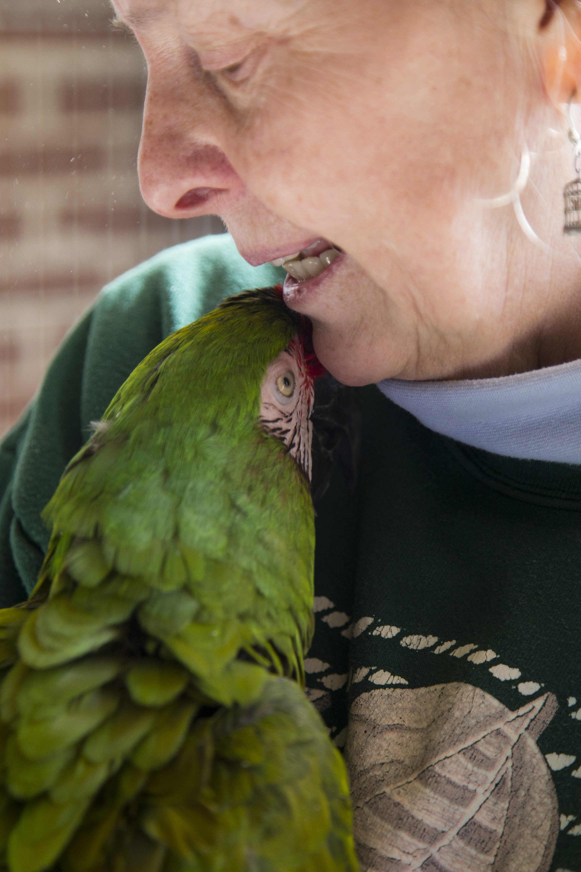 Throughout the day, the birds will take turns getting out-of-cage time. Sandy can cuddle, wrestle, and kiss most of her birds. Roscoe, a military macaw, loves to spend time with her.