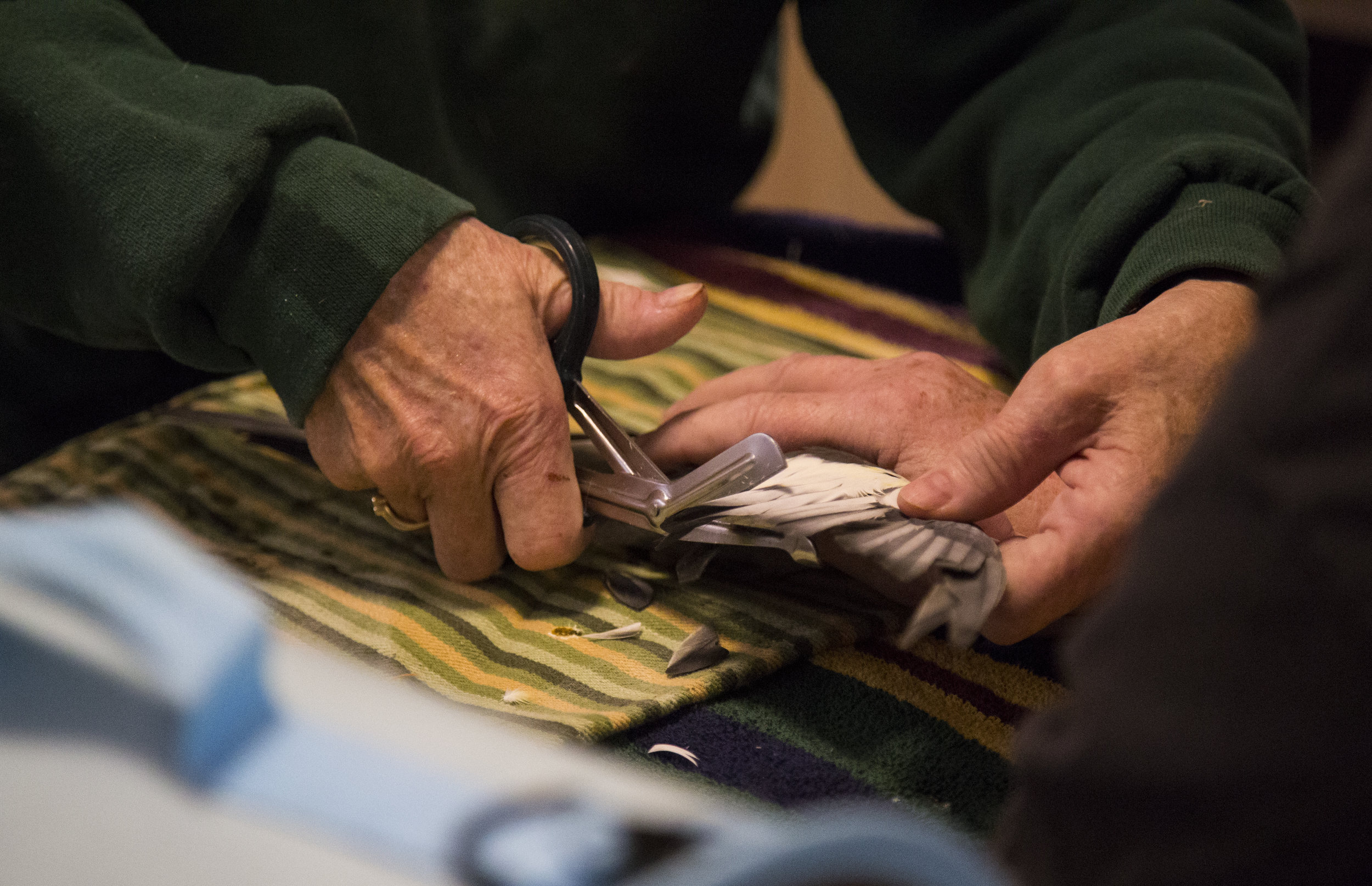 Grooming can be a two-person job. A B&B 4 Birds volunteer will sometimes hold the bird still while Sandy works on the bird.