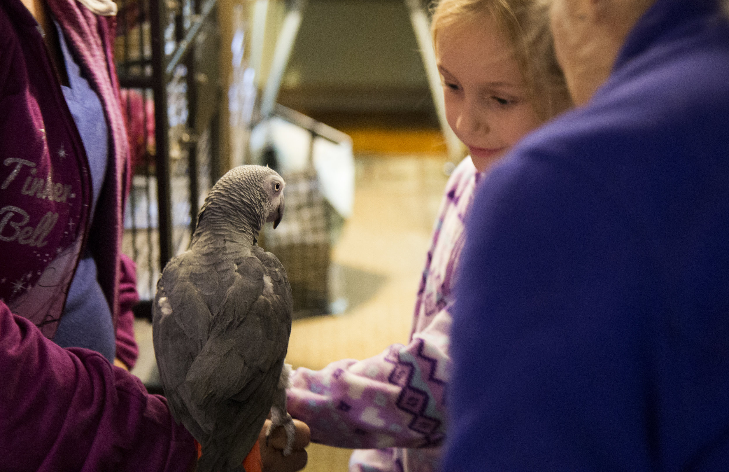 On Saturdays, Sandy has an open house where volunteers, community members, and prospective bird owners can visit her rescue. Families looking to adopt a bird go through a vigorous adoption process that includes multiple visits to the rescue. Sandy says that the bird must pick the person, and any bird that can't be cared for must be surrendered back to the rescue.