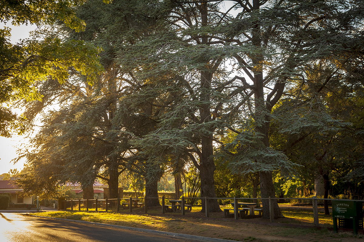 Cedrus atlantica f. glauca