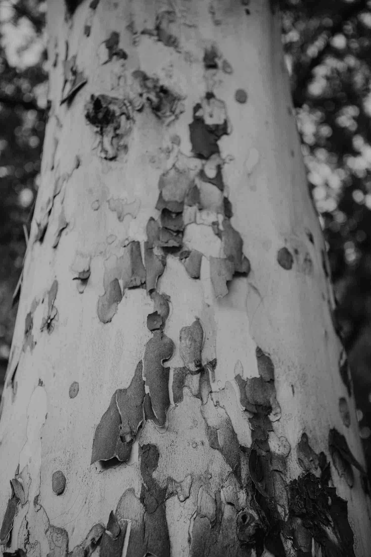 iii-tree-1.jpeg