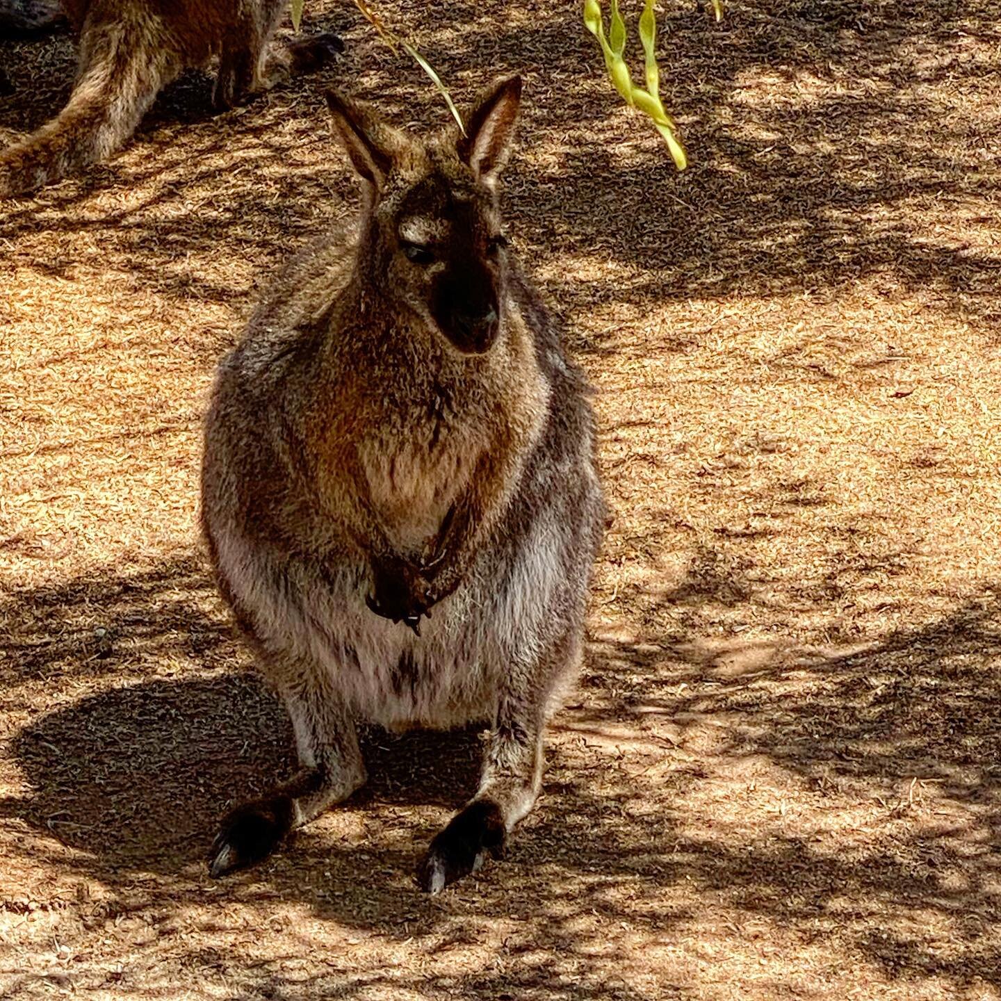 🌵Wanna be a wallaby?🏜 #california #desert #wallaby #animals #zoo #wildlife #cute #動物 #livingdesert 
どうぶつ #animales